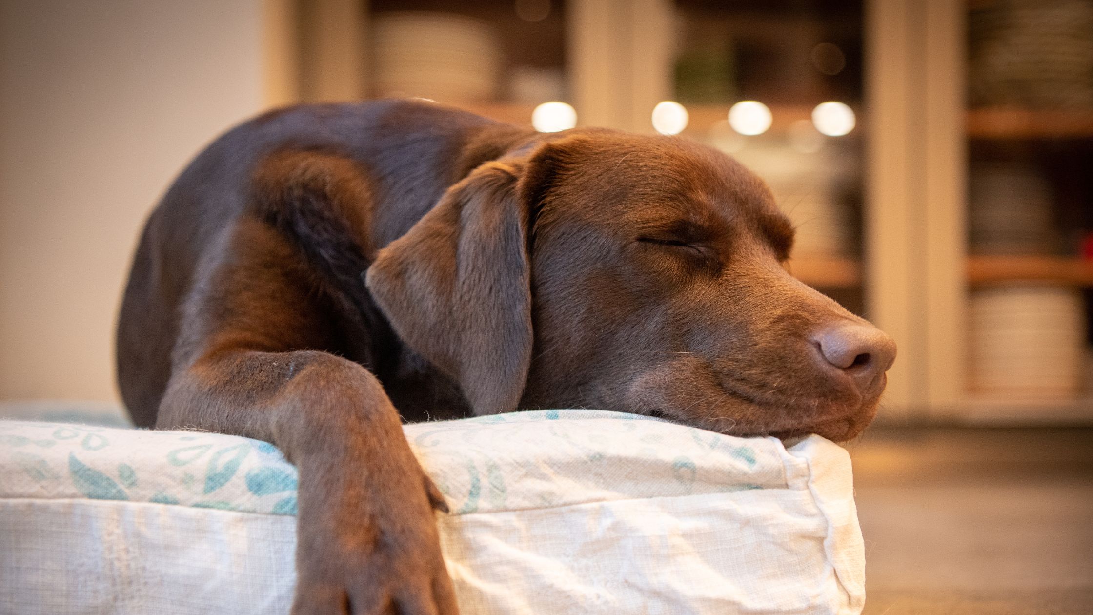 Een bruine labrador ligt zwak, ziek en misselijk in de hondenmand