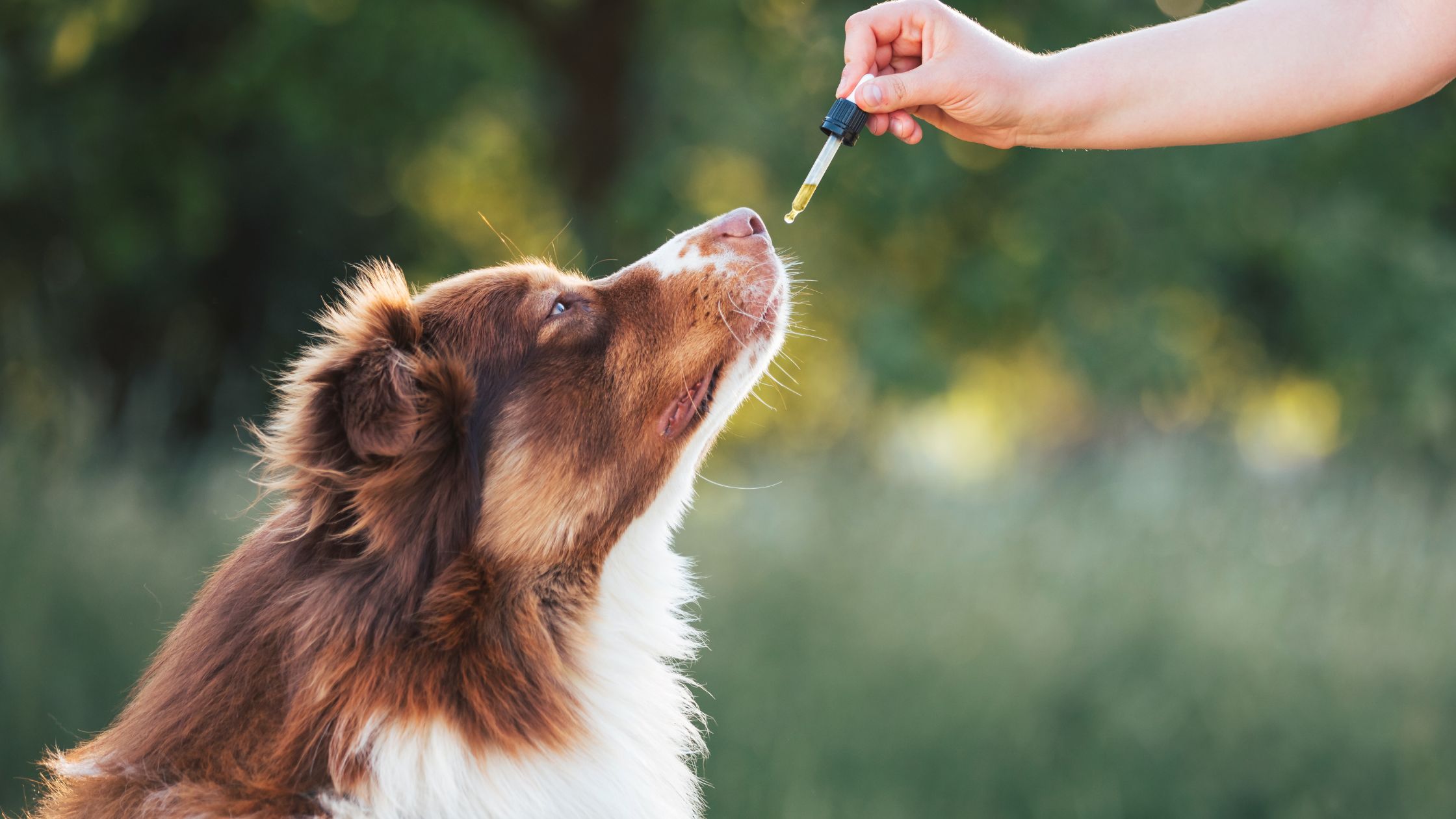 Een Australian Shepherd krijgt een CBD toegediend dat stress helpt verminderen