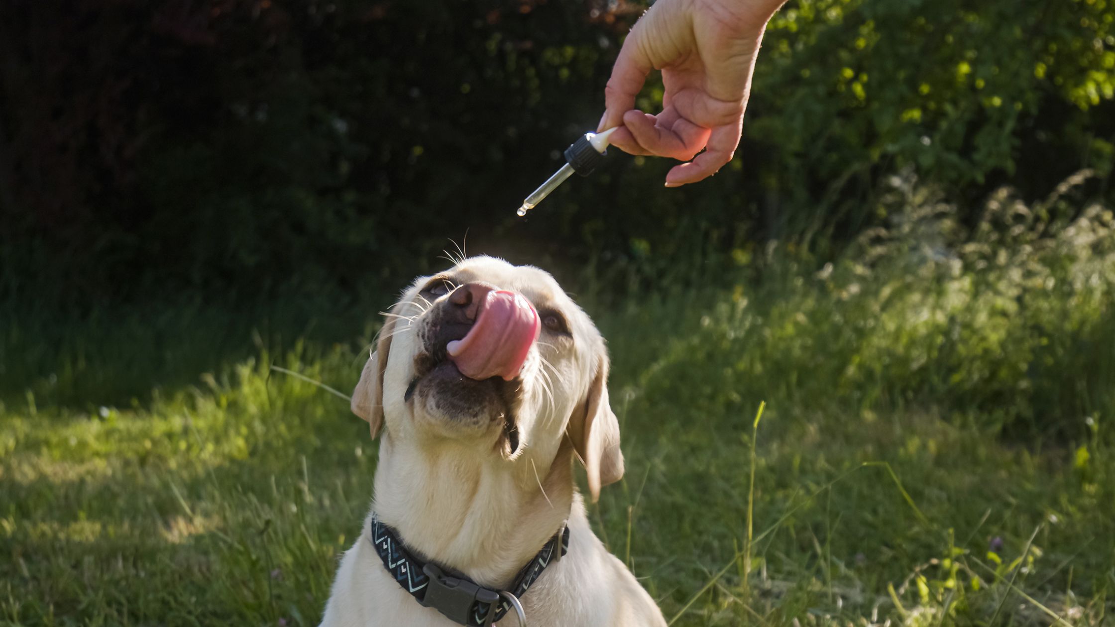 CBD voor honden: werkt het echt, of is het vooral hoop van baasjes?
