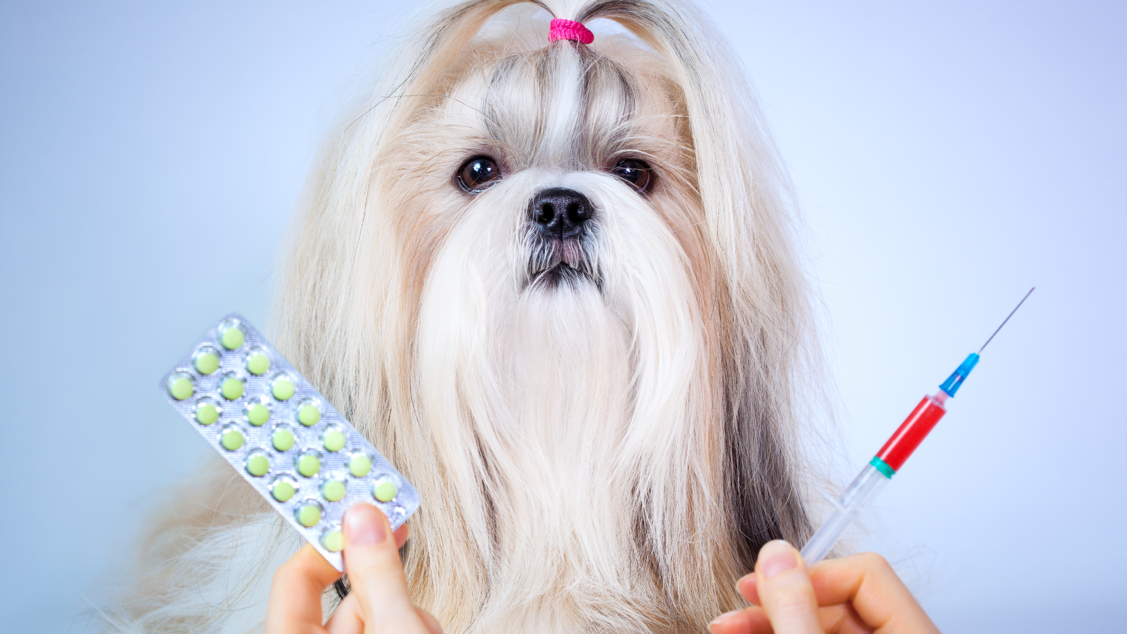 Antibiotica bij honden: dit moet je weten