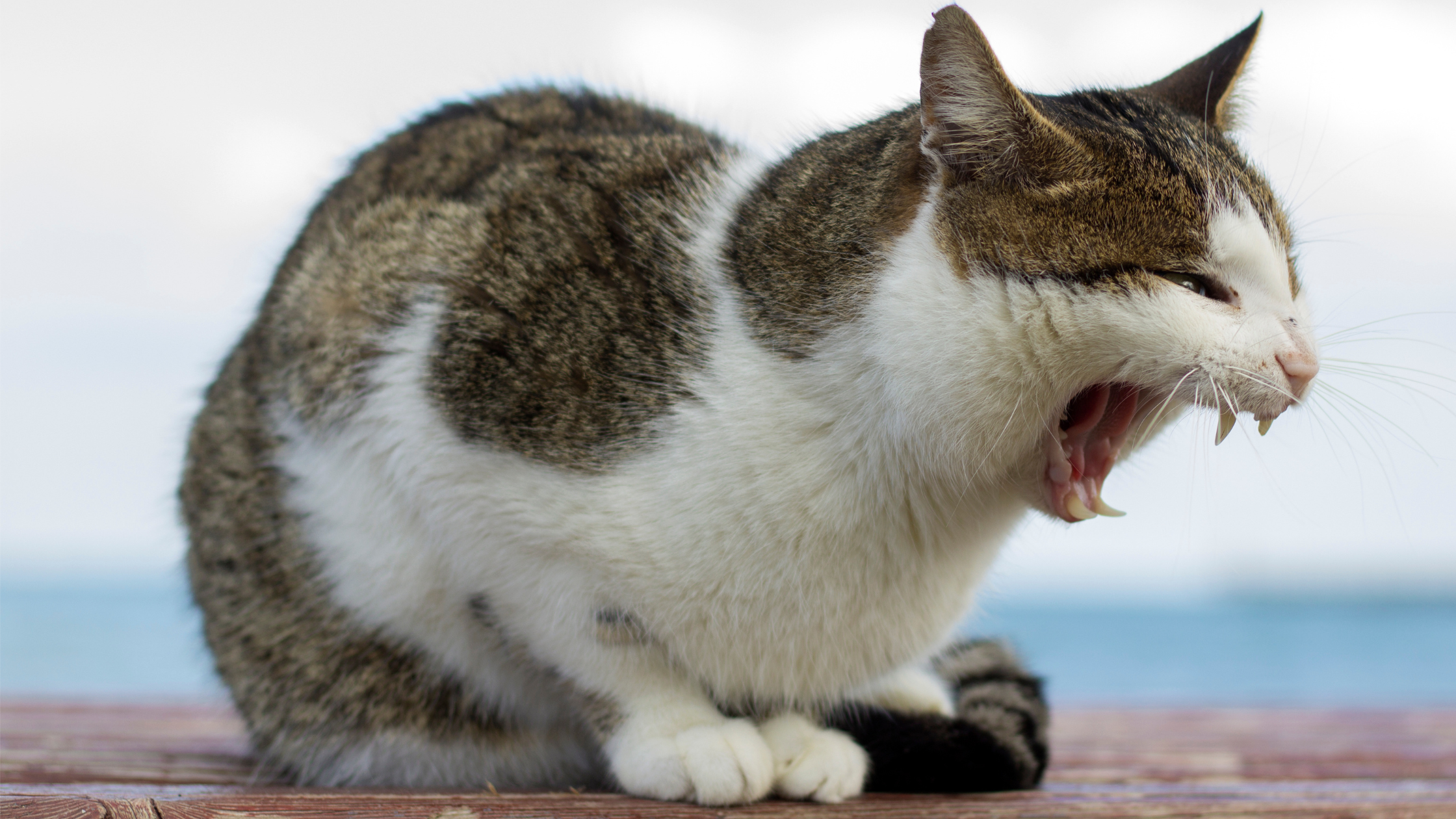 Een bruin- met wit gekleurde kat is met bek open aan het hoesten door astma. PetSecur
