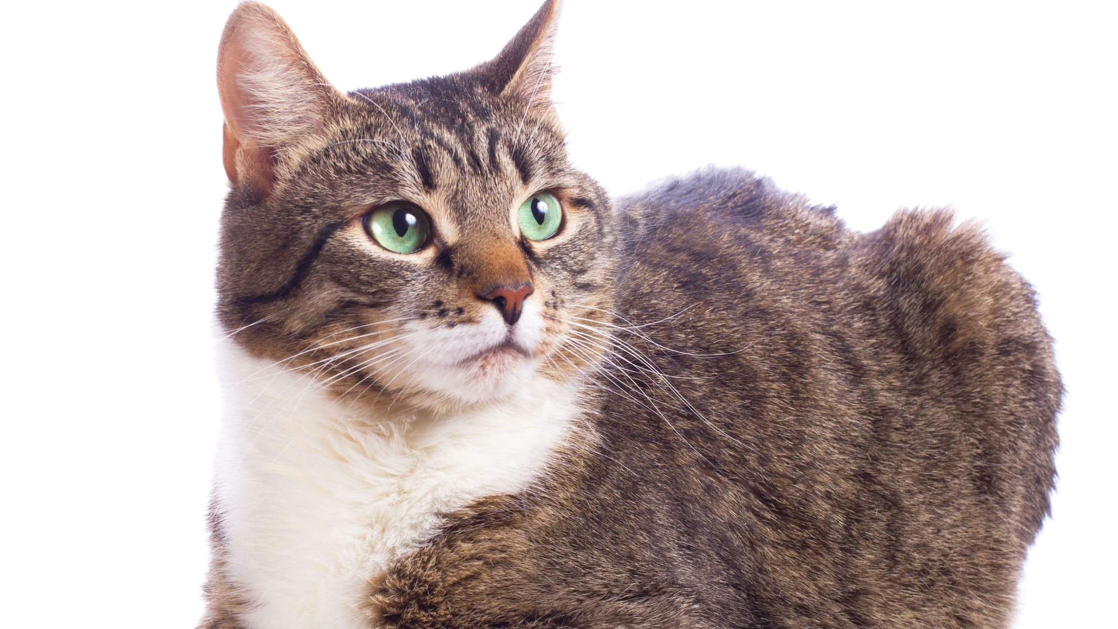 Een Europese kat ligt op een witte achtergrond en heeft heldergroene ogen