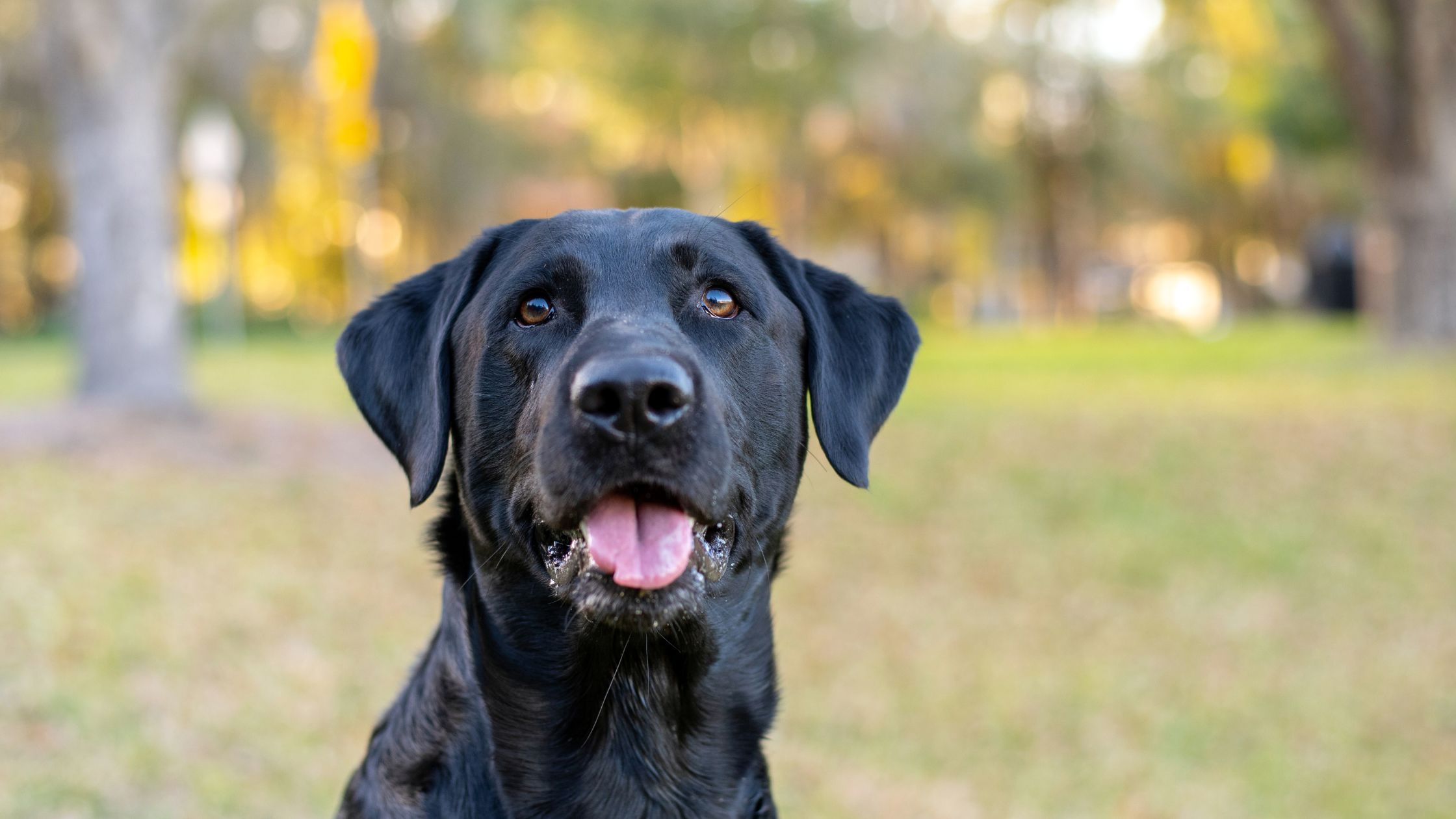 Hoe oud worden Labradors? Alles over de levensverwachting van dit populaire ras