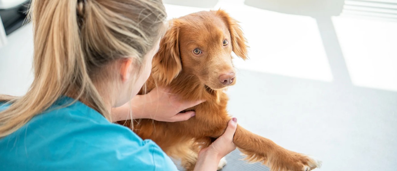Een hond krijgt een spoedbehandeling door een dierenarts op de tafel