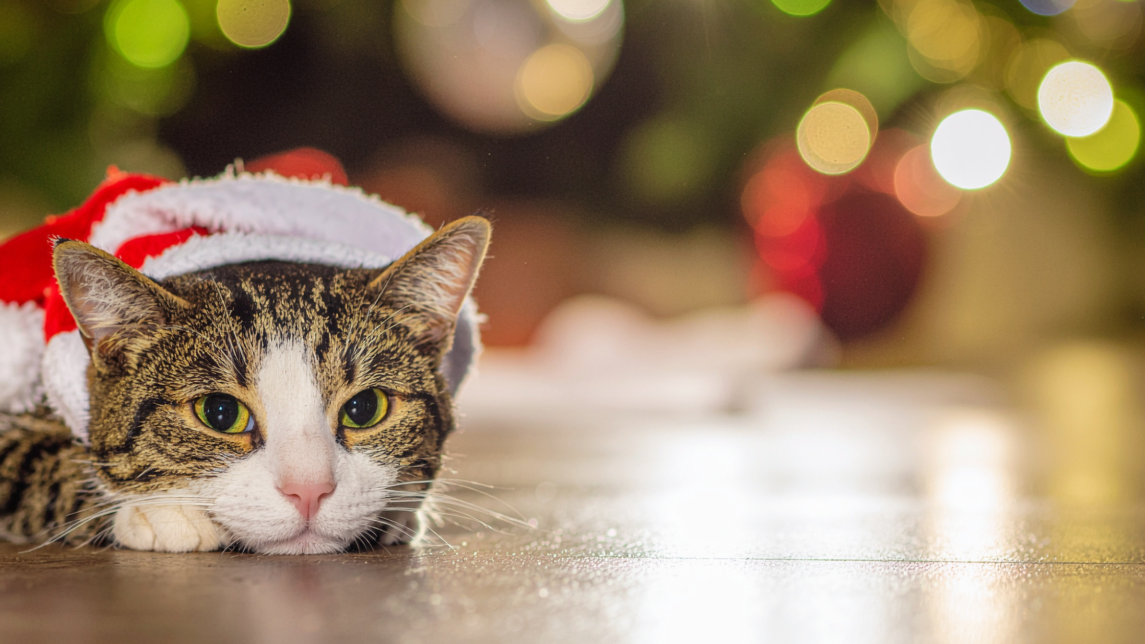 Een kat ligt op de grond met een kerstmutsje op onder de kerstballen die in de kerstboom hangen