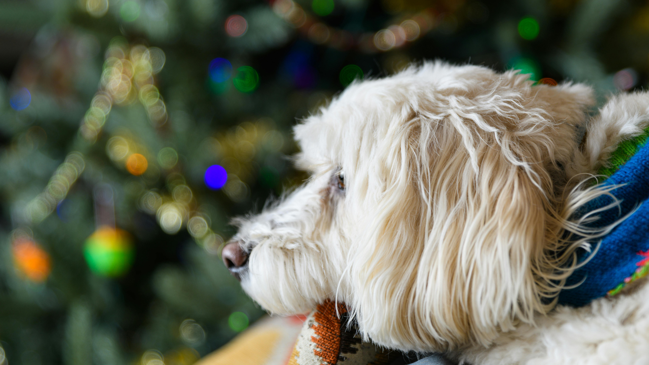Huisdieren zijn geen kerstcadeau, waarschuwt PetSecur
