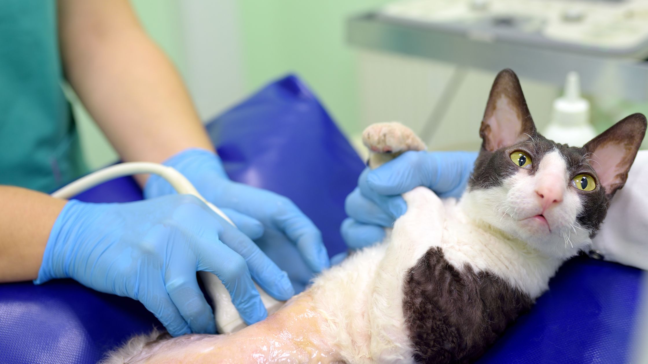 De buik van de kat is geschoren omdat deze een echo krijgt van een dierenarts