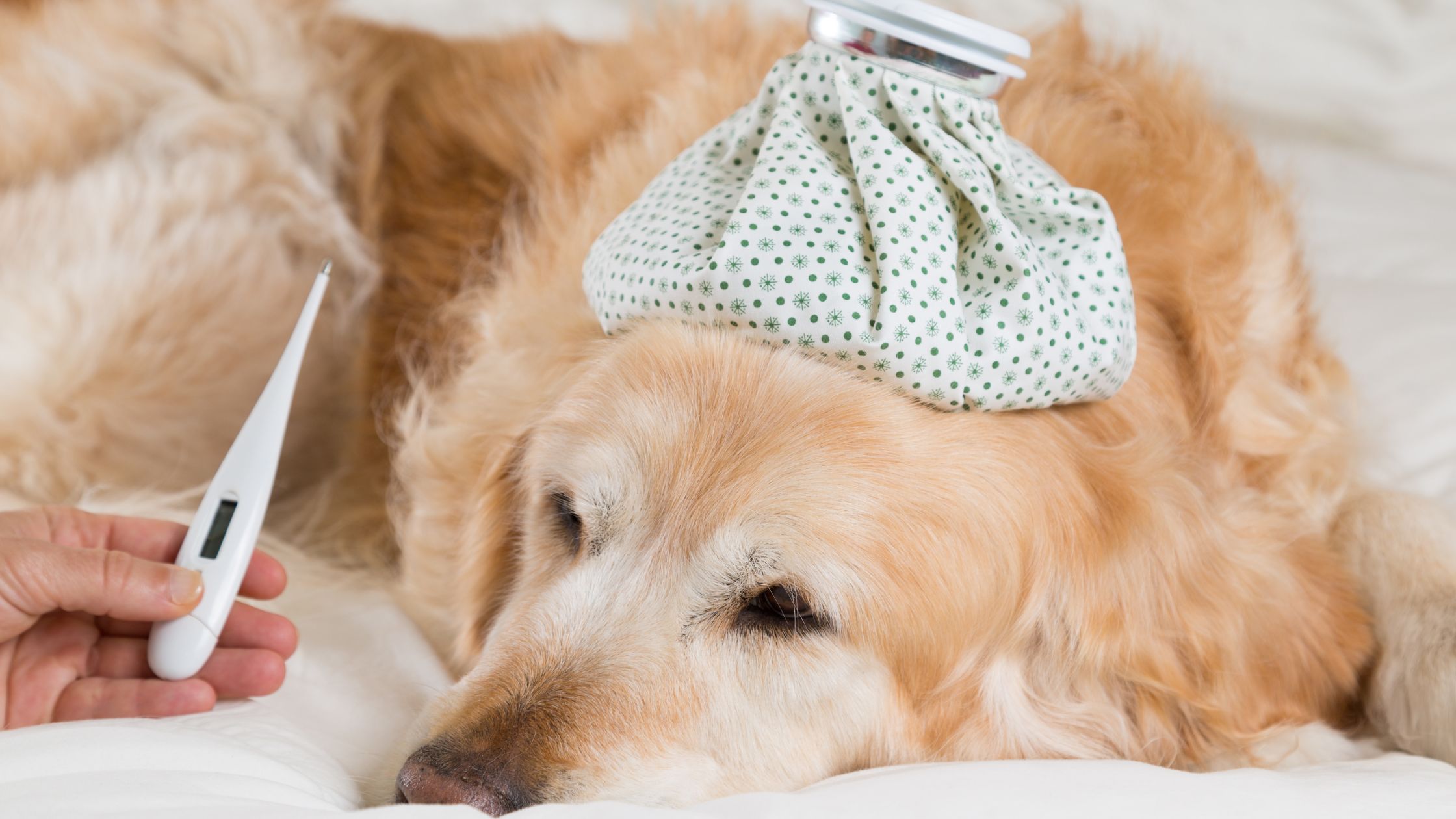 Een hond met koorts ligt op de bank met een thermometer en doek op zijn hoofd