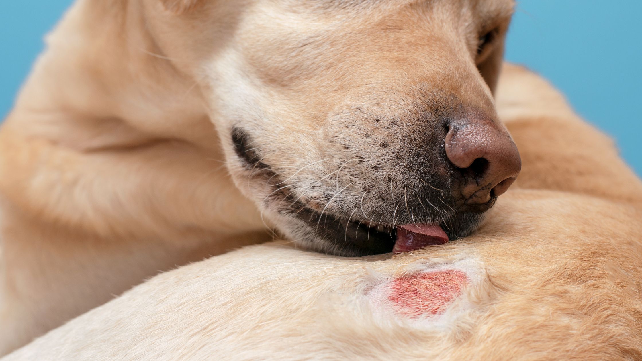 Een labrador probeert aan zijn wond te likken doordat er een wondje op ligt