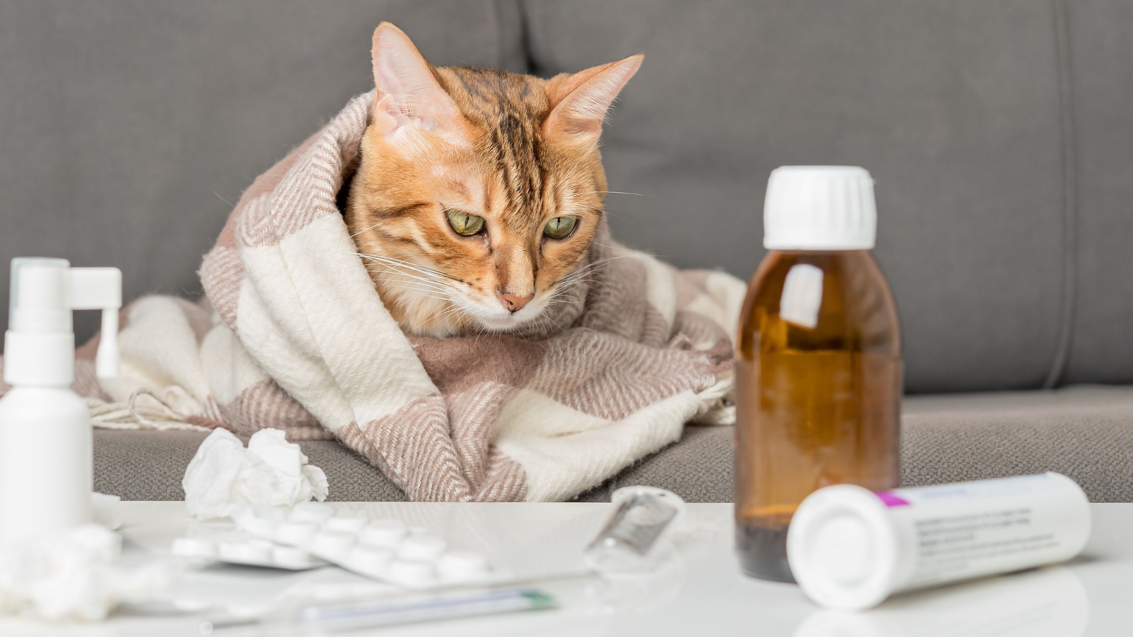 Een kat heeft allemaal medicijnen voor zich, omdat hij allergisch is