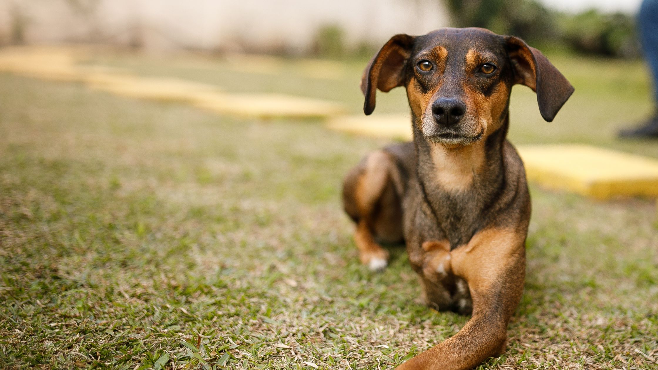 Donkerbruine hond met drie poten ligt in het gras en kijkt in de camera