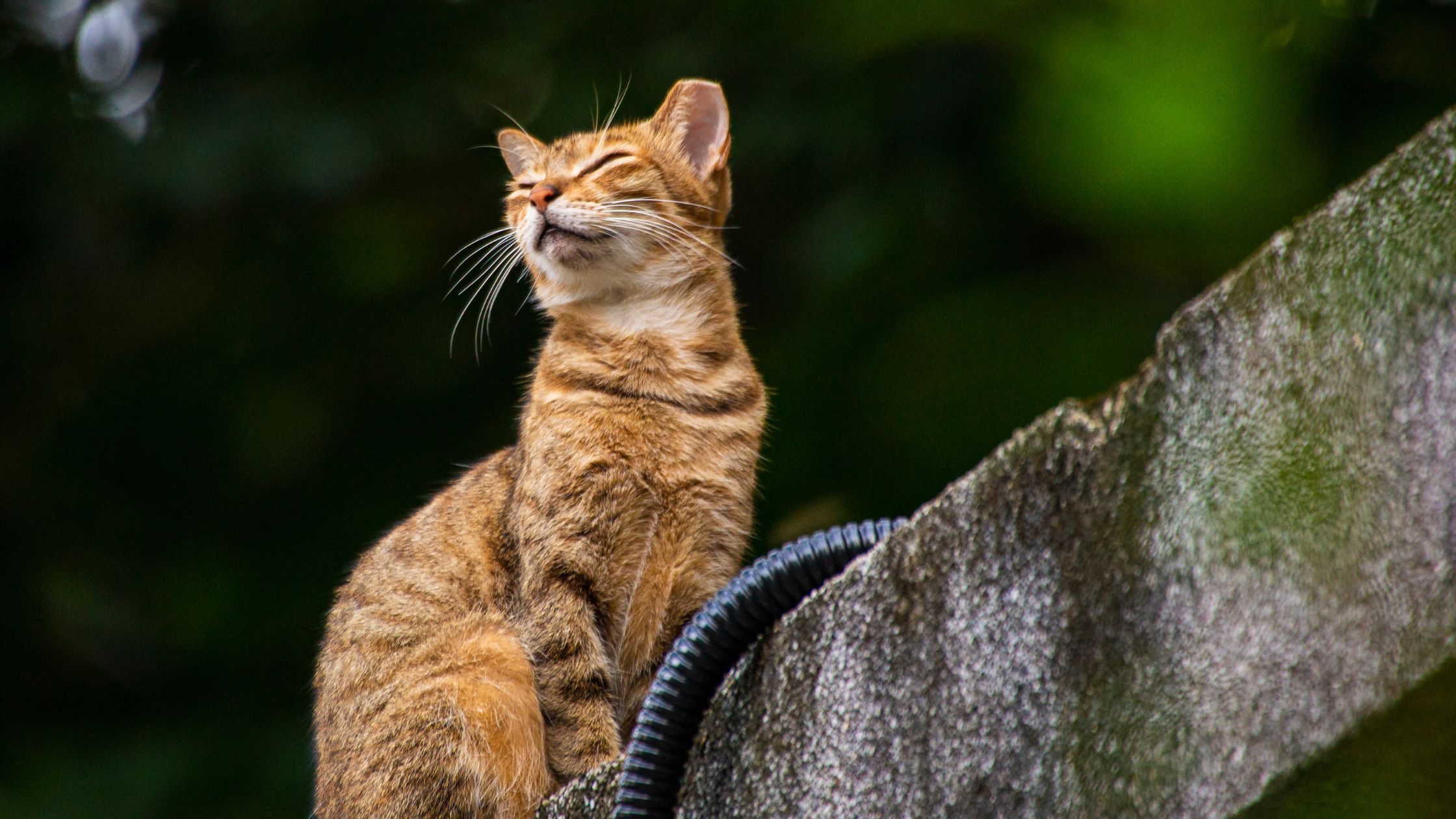 Een rode kater heeft een oorontsteking en heeft zijn ogen dicht vanwege de pijn