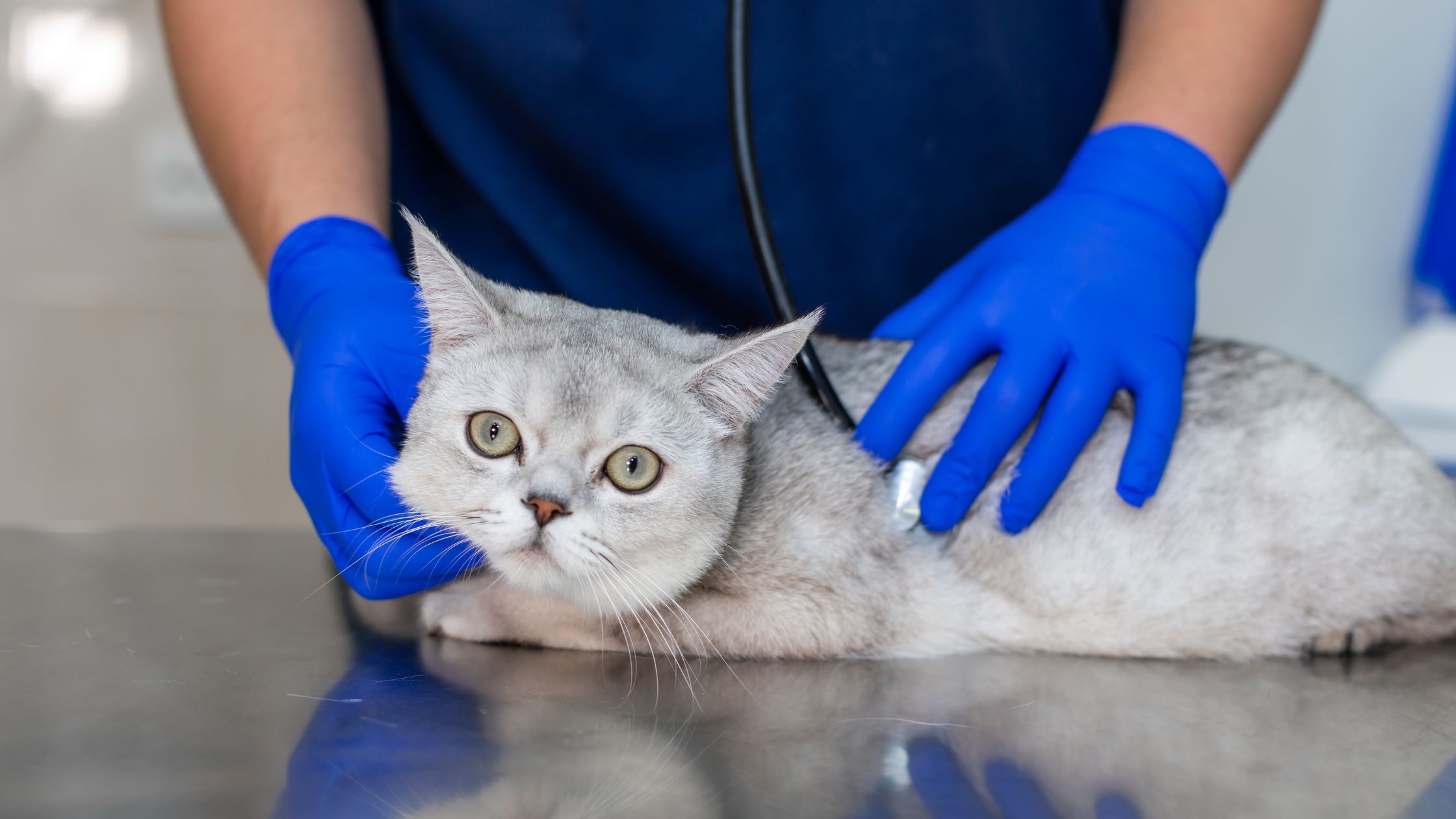 Een dierenarts luistert naar een Britse korthaar of alles goed is, de dierenarts heeft blauwe handschoenen aan