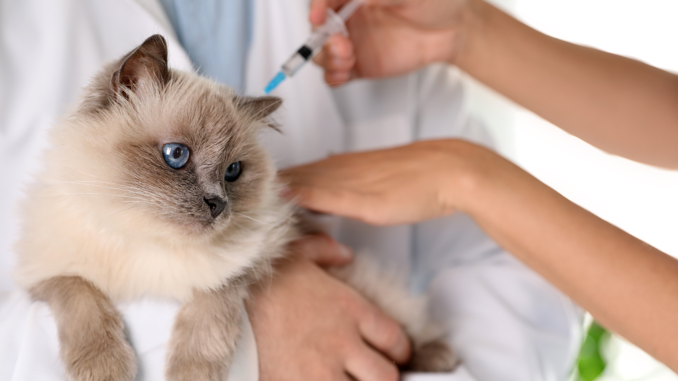 Een kat krijgt een spoedbehandeling bij een dierenarts