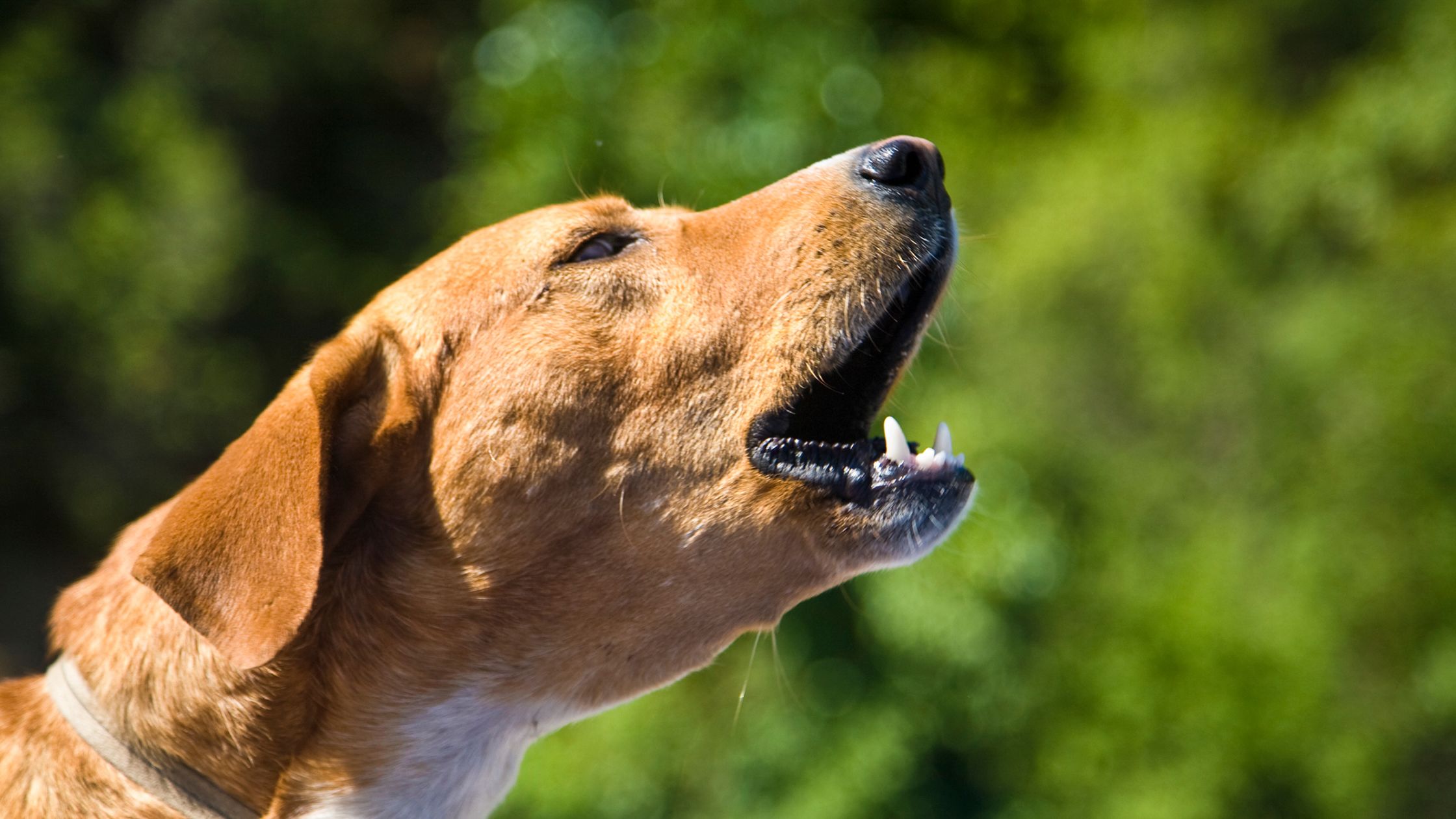 Waarom blaft mijn hond naar niets