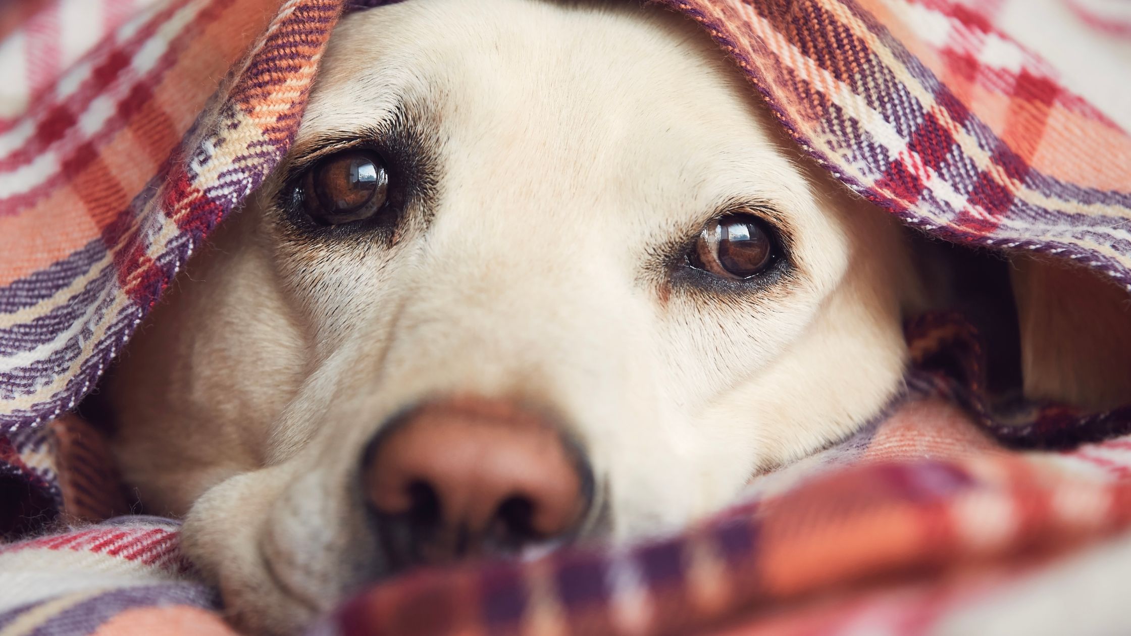 Een hond ligt onder een geruit dekentje te slapen omdat hij last heeft van zijn verkoudheid