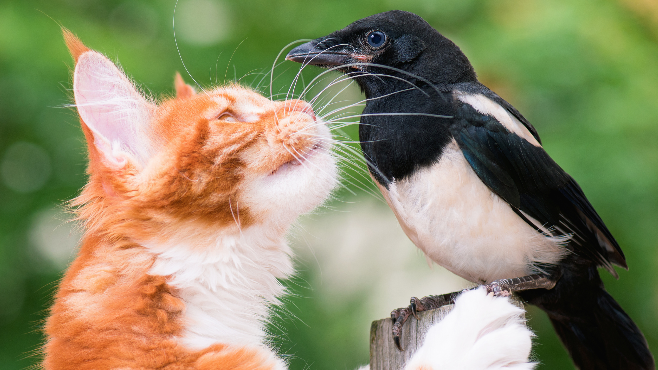 Vogelgriep bij katten: wat is het gevaar?