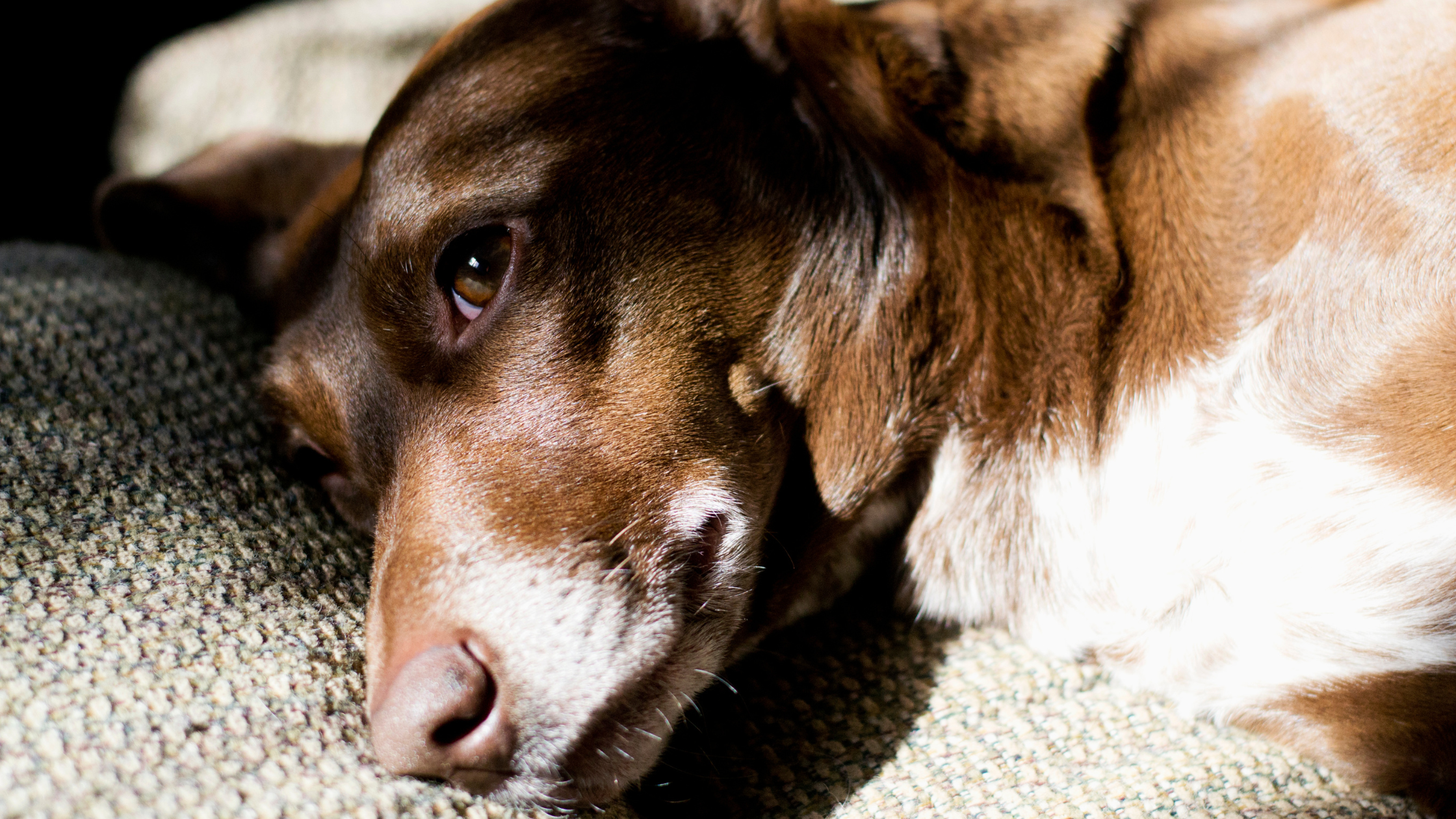 Een bruine hond ligt bang op de grond met vuurwerkangst. PetSecur