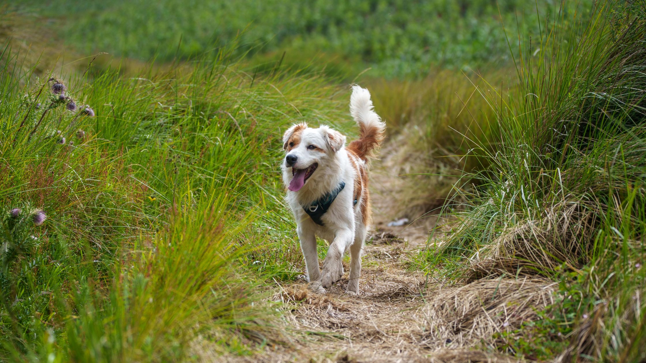 Waarom je hond zich anders gedraagt bij elk gezinslid en wat je daaraan kunt doen