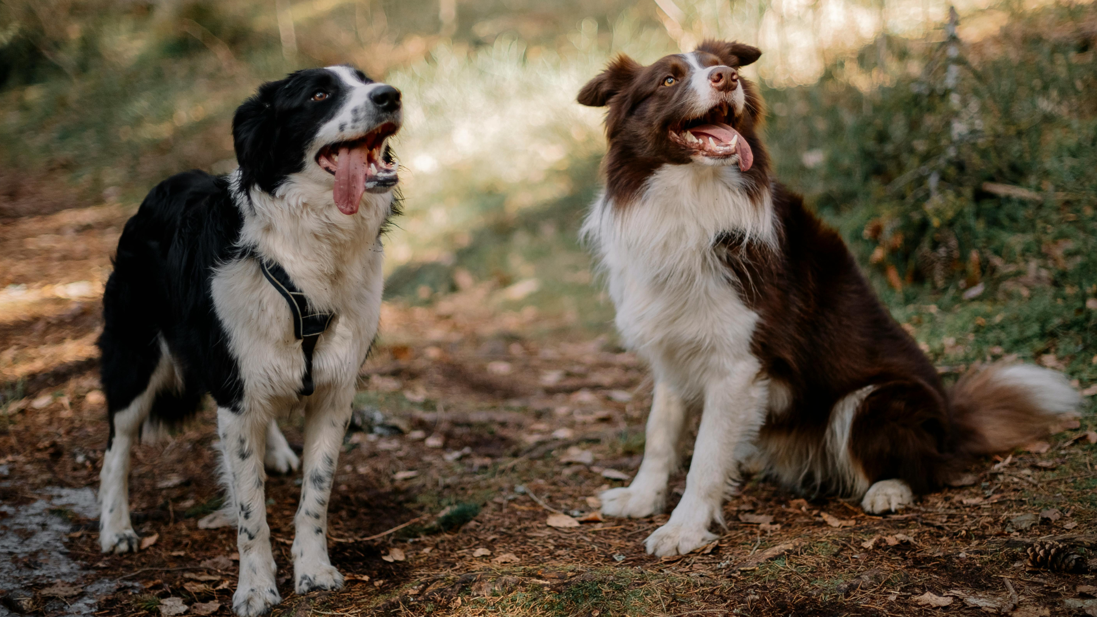 Twee Bordercollies zitten naast elkaar, een zwarte en een bruine in het bos. PetSecur