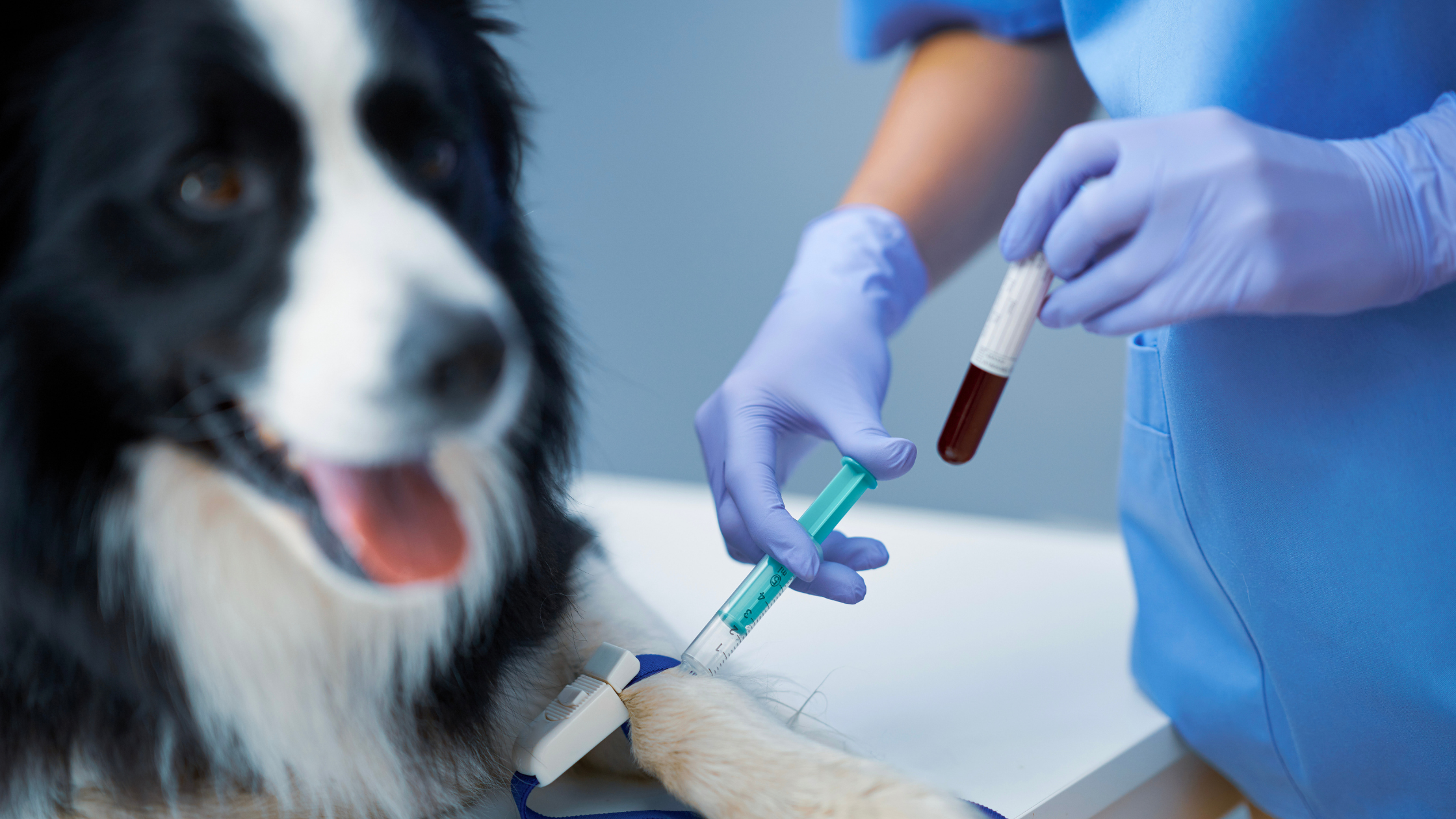 Vanwege bloedarmoede bij honden neemt de dierenarts een buisje bloed af bij een Bordercollie. PetSecur