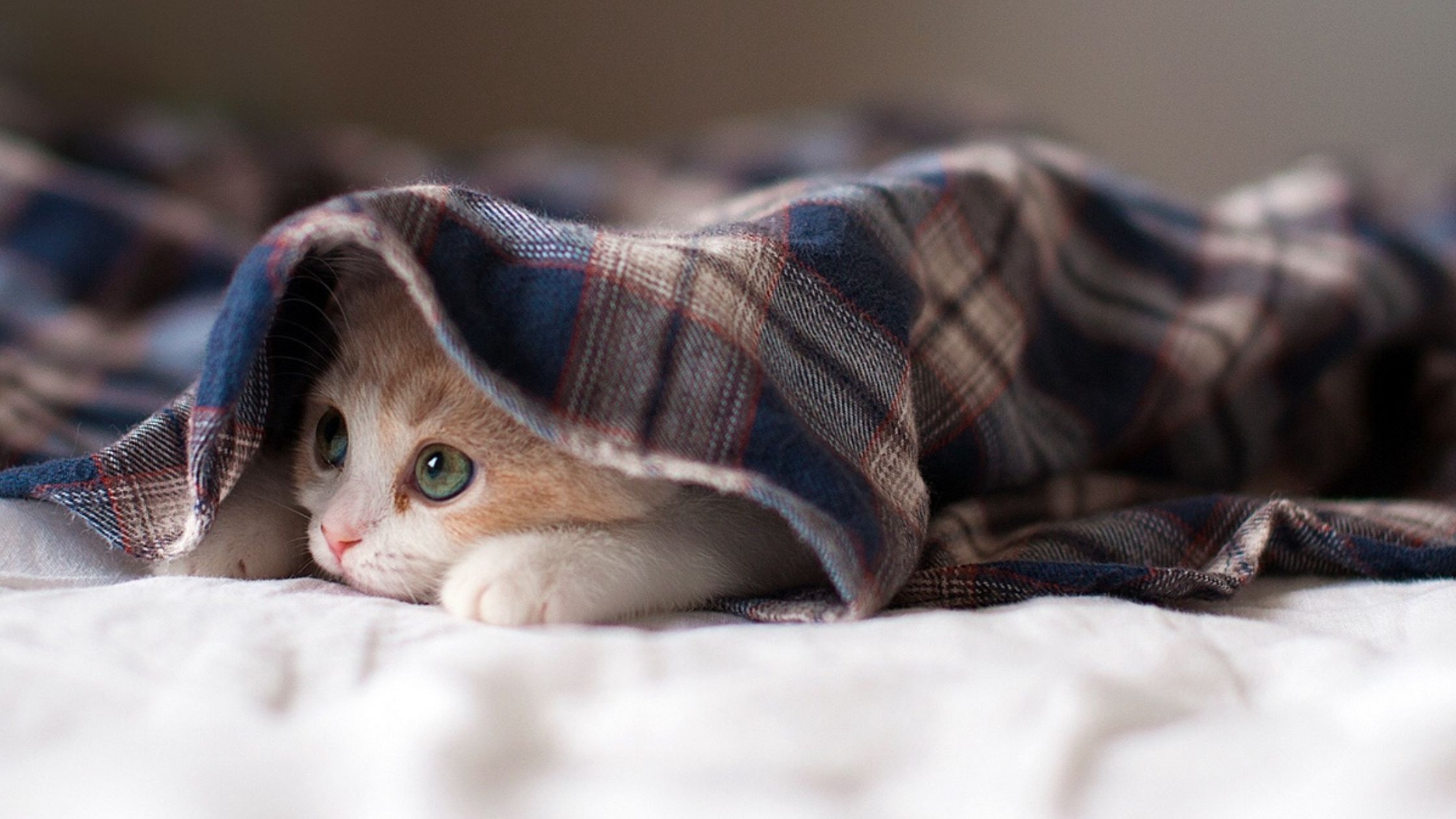 Een kat ligt onder een gestreept dekentje omdat deze diarree heeft