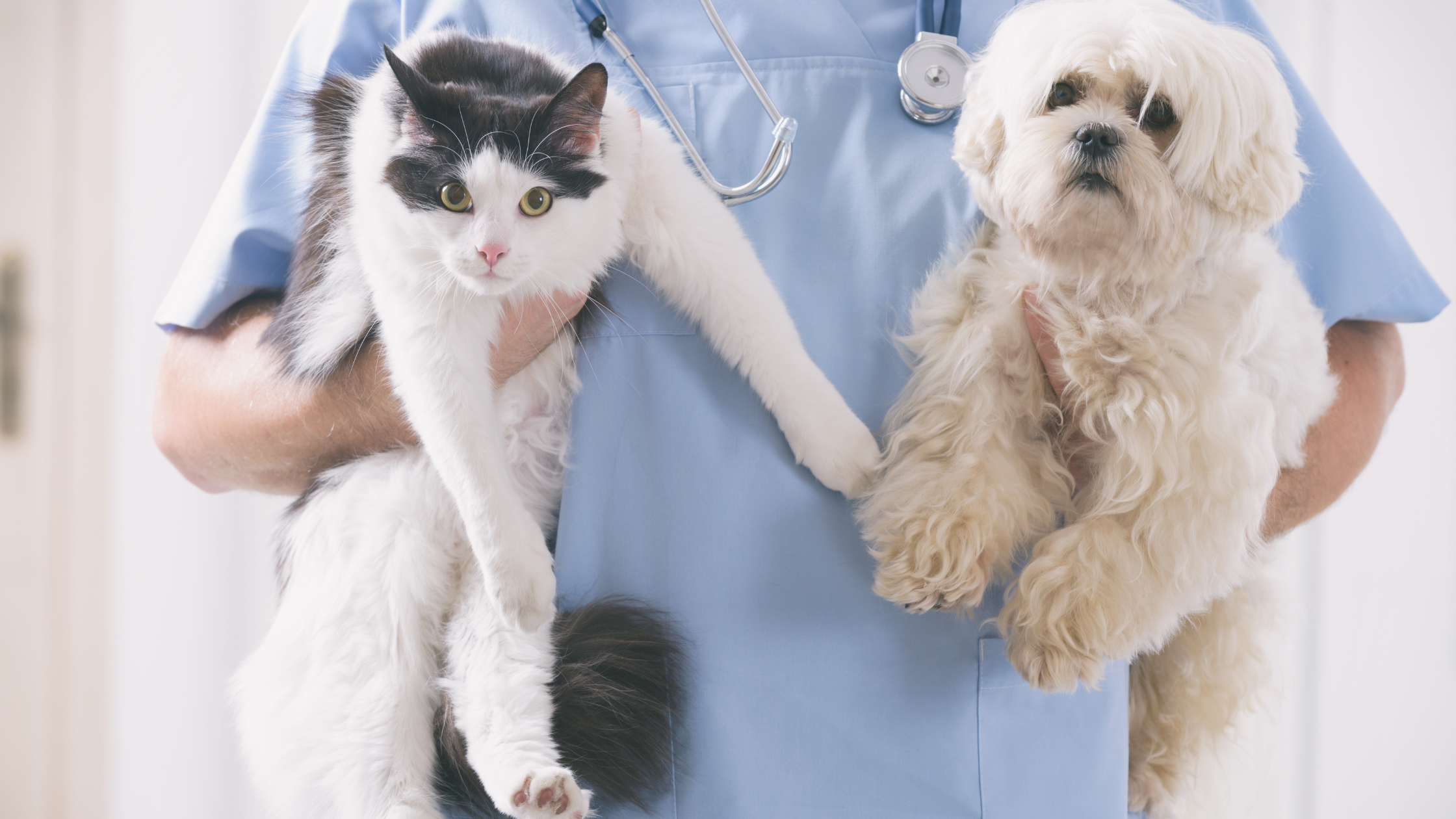 Dierenartskosten blijven stijgen: wat betekent dit voor honden- en katteneigenaren?