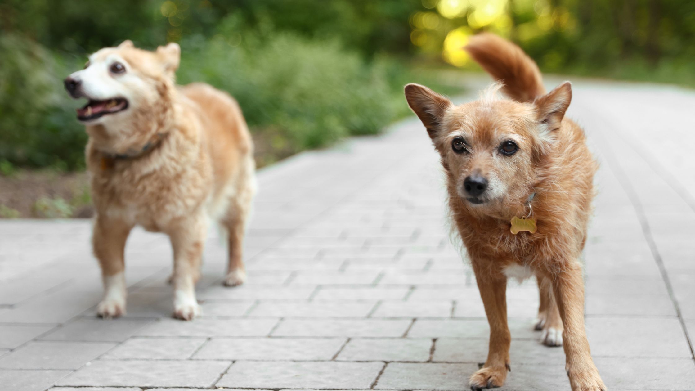 Twee bruine honden lopen over de stoep, maar lijken last van hun poten te hebben