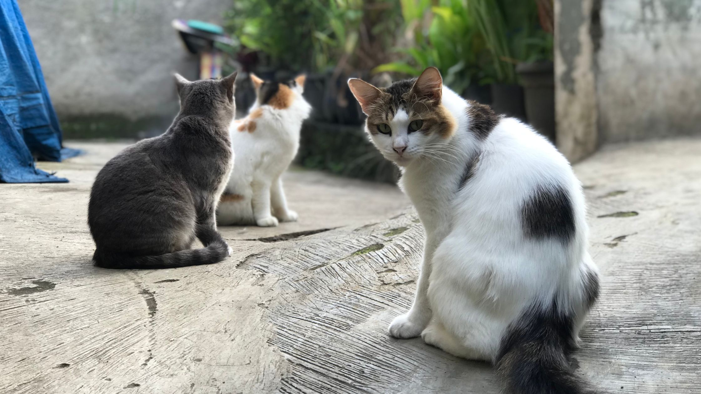 Twee katten hebben een kromme rug omdat ze gewrichtsproblemen hebben
