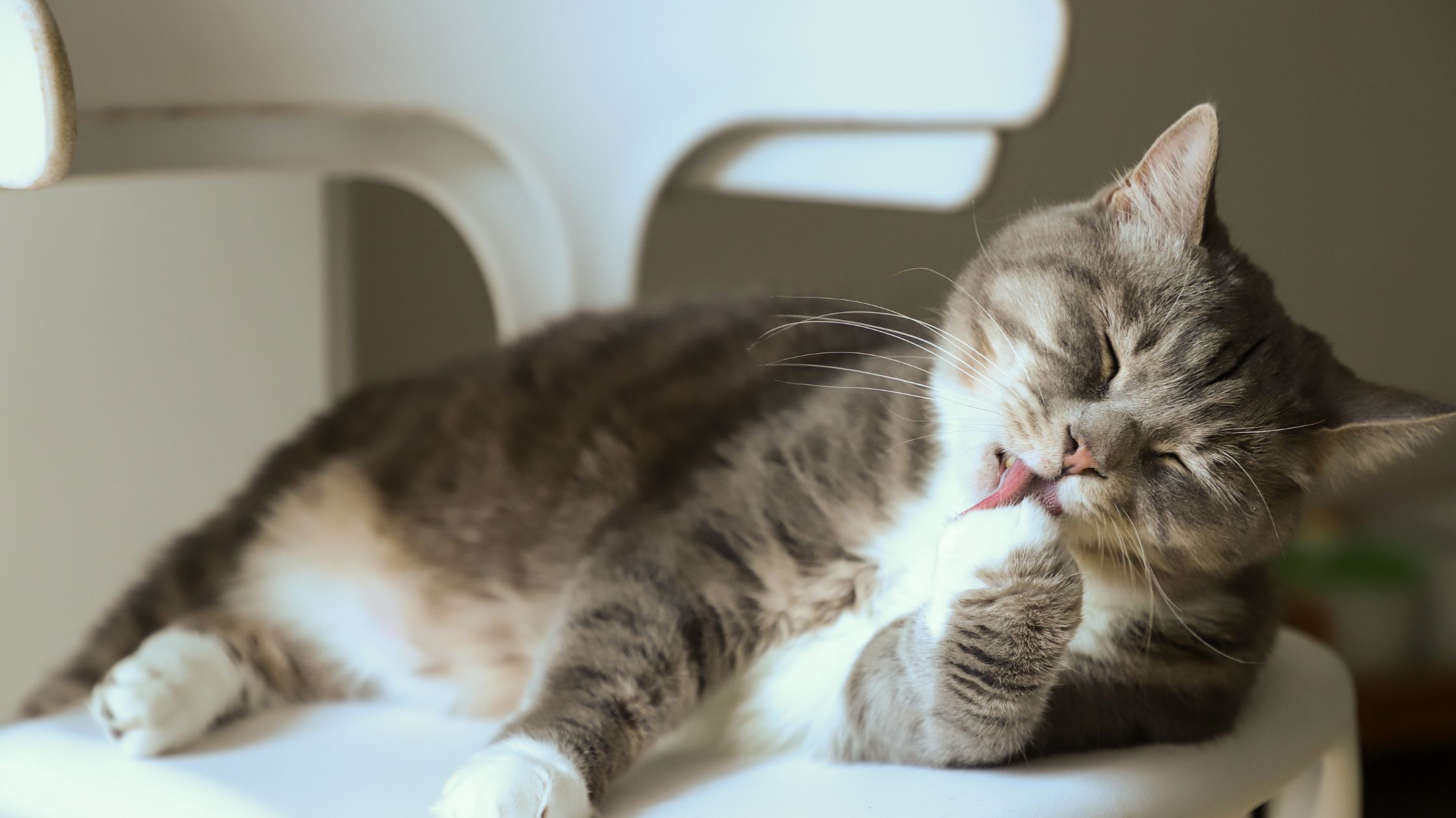 Haarbal bij je kat: wat is het en hoe kun je helpen?