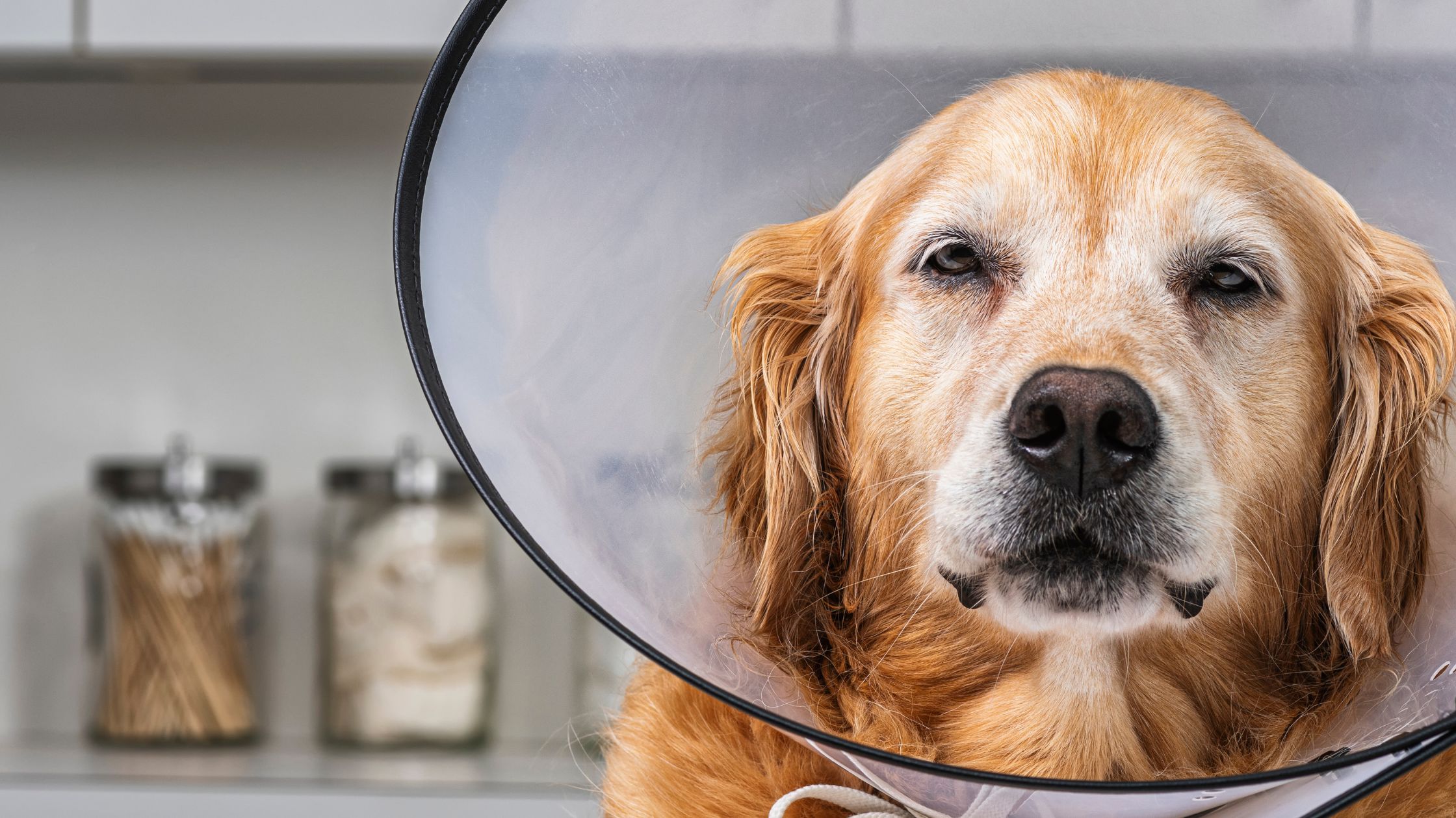 Een Golden Retriever met een berschermingskraag om zijn nek, zodat hij niet aan zijn wond kan zitten