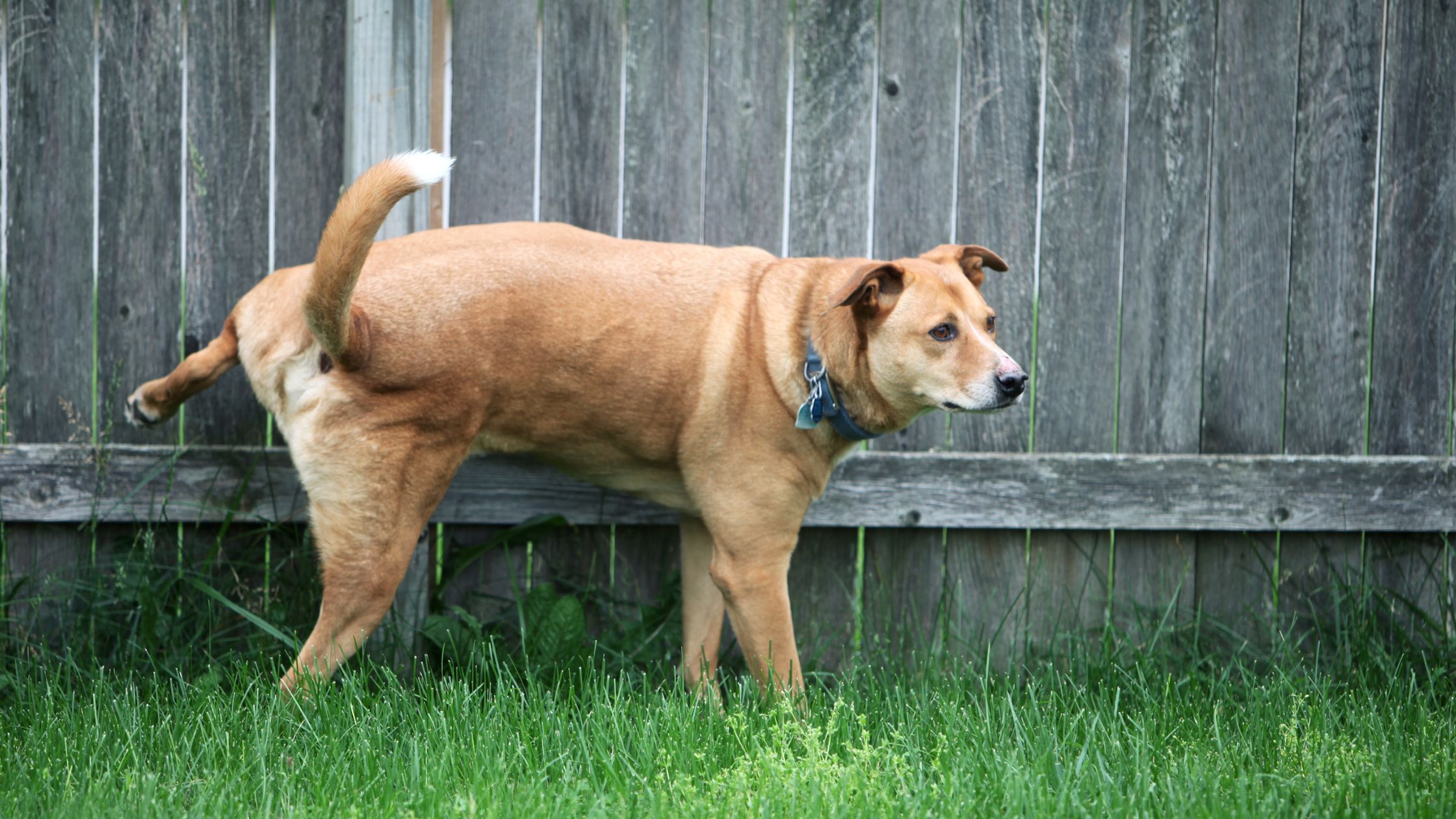 Hoe lang kan een hond zijn plas ophouden?