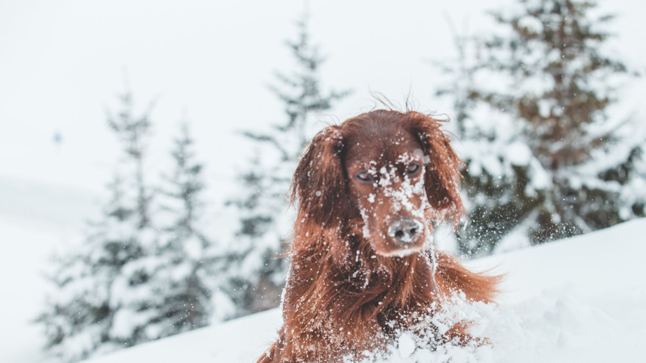 Hond eet sneeuw: is dat schadelijk?