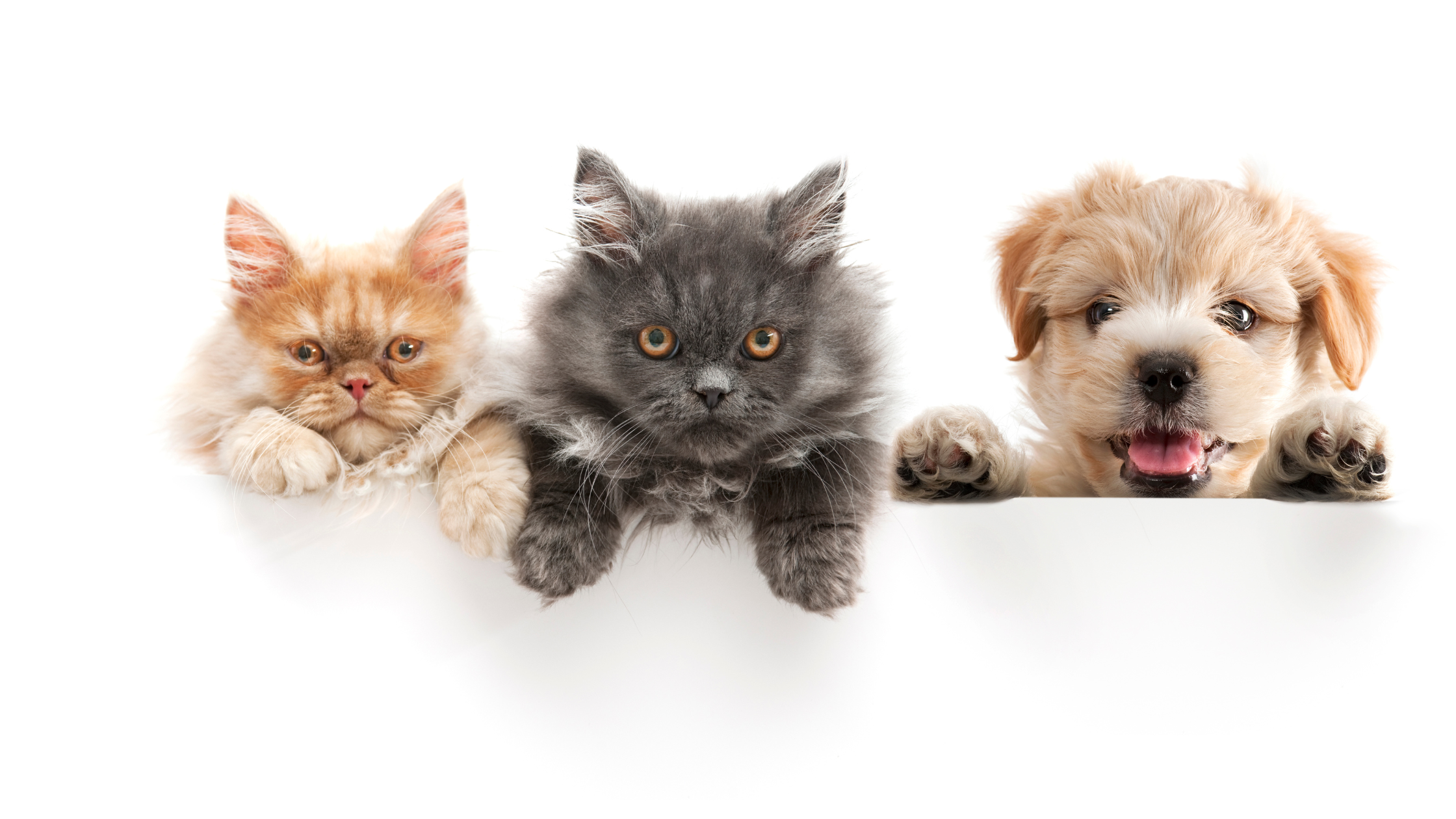 Is een huisdierenverzekering verplicht Nederland versus het buitenland