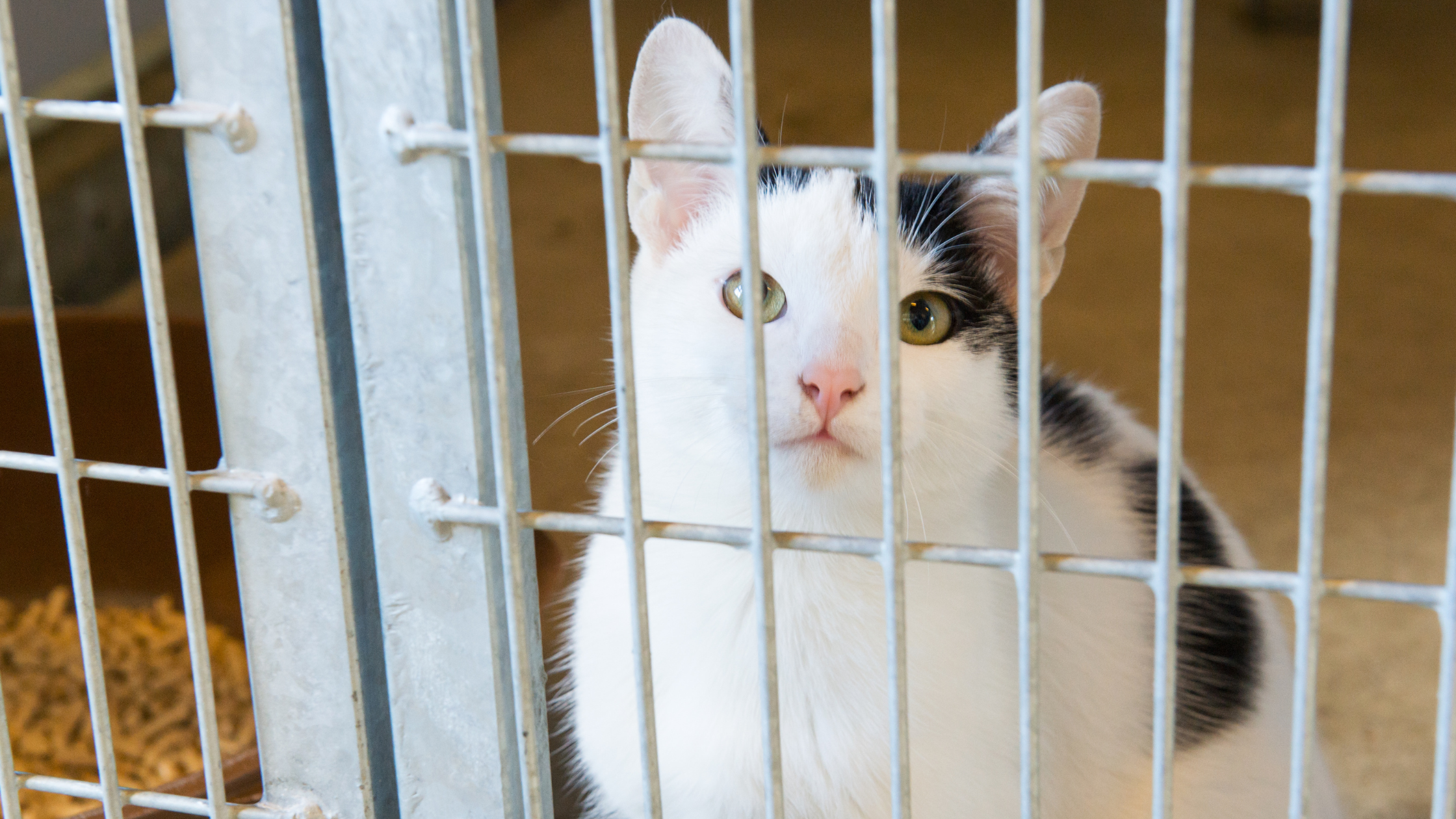 Wit met zwart gekleurde kat zit achter tralies in het asiel en kijkt in de camera. PetSecur