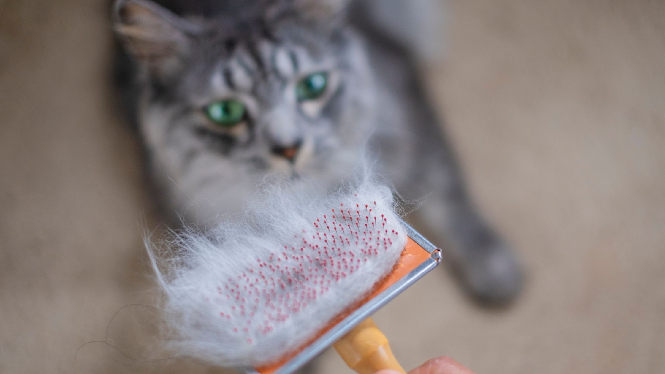 Een grijze kat met lichtgroene ogen zit op de grond en kijkt omhoog naar een kattenborstel vol met zijn haren.