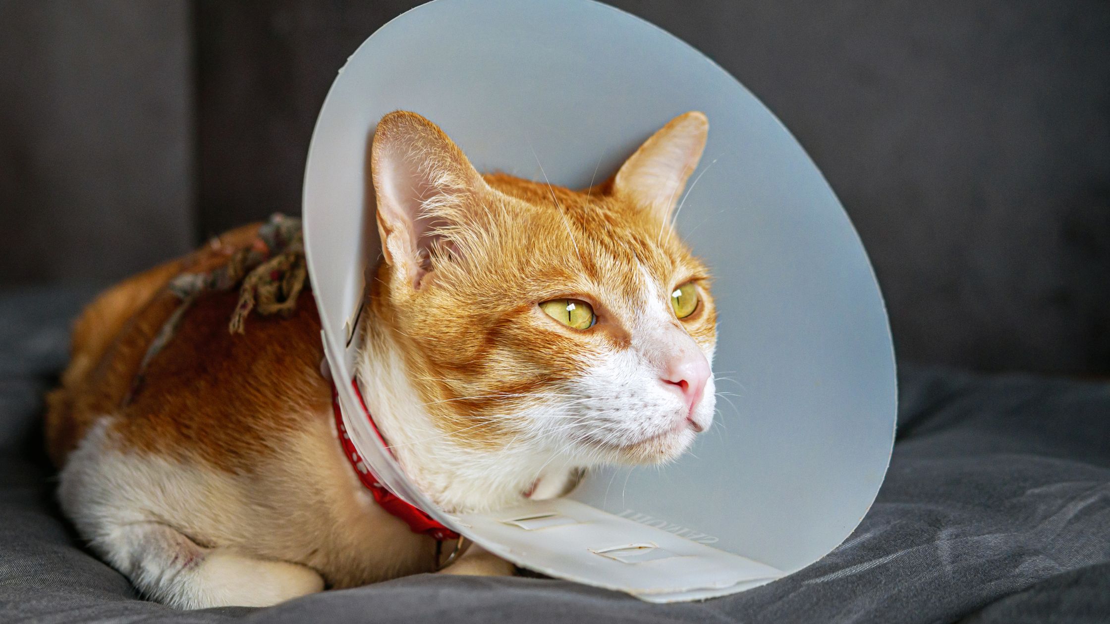 Rode kater met kraag om zijn nek na een operatie, zodat hij niet aan zijn wond kan zitten