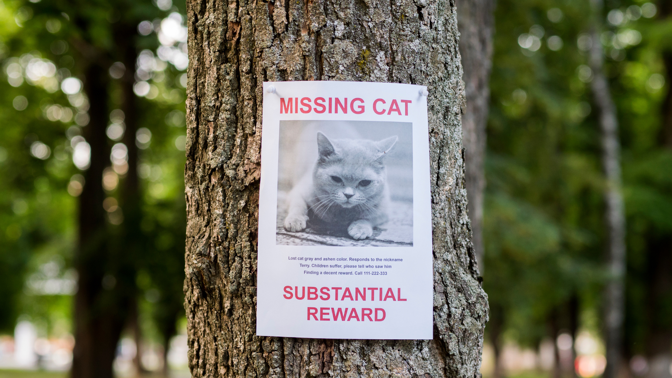 Kat vermist flyer hangend aan een boom. PetSecur