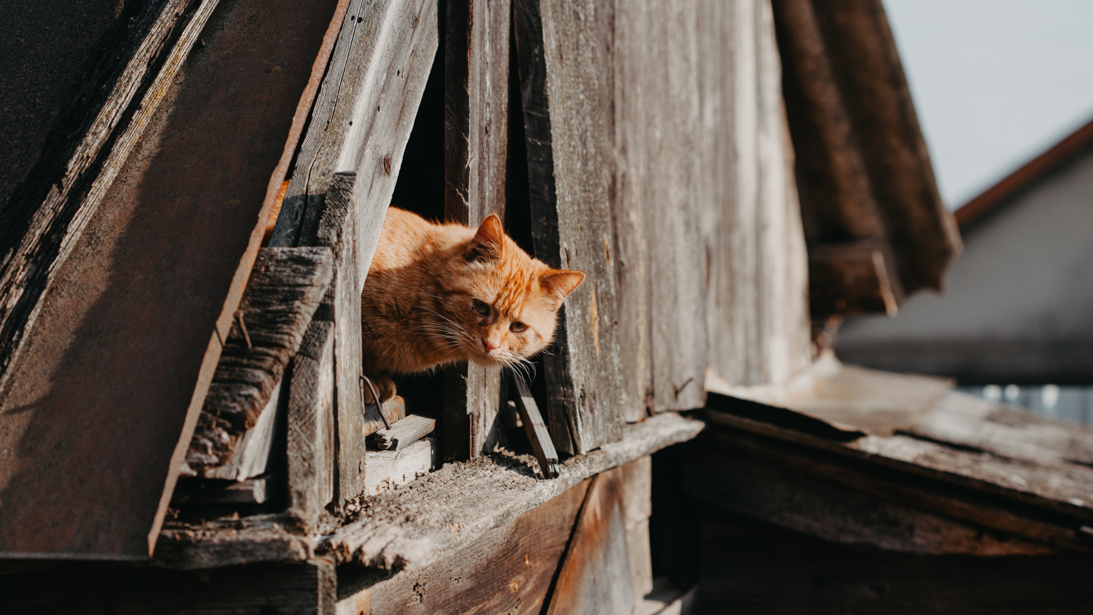 Een oranje kat vermist in een schuur. PetSecur