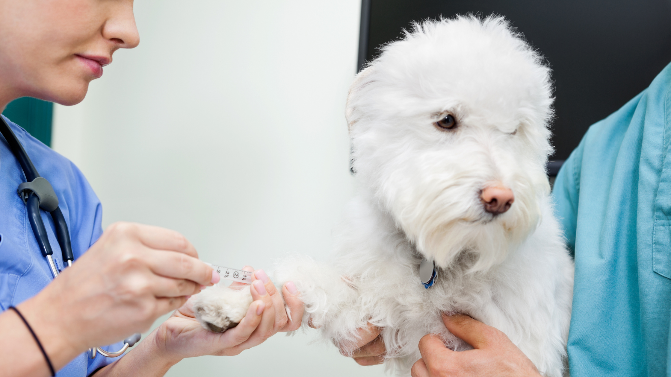 De dierenarts neemt bloed af bij een witte poedel voor een ACTH-stimulatietest hond. PetSecur