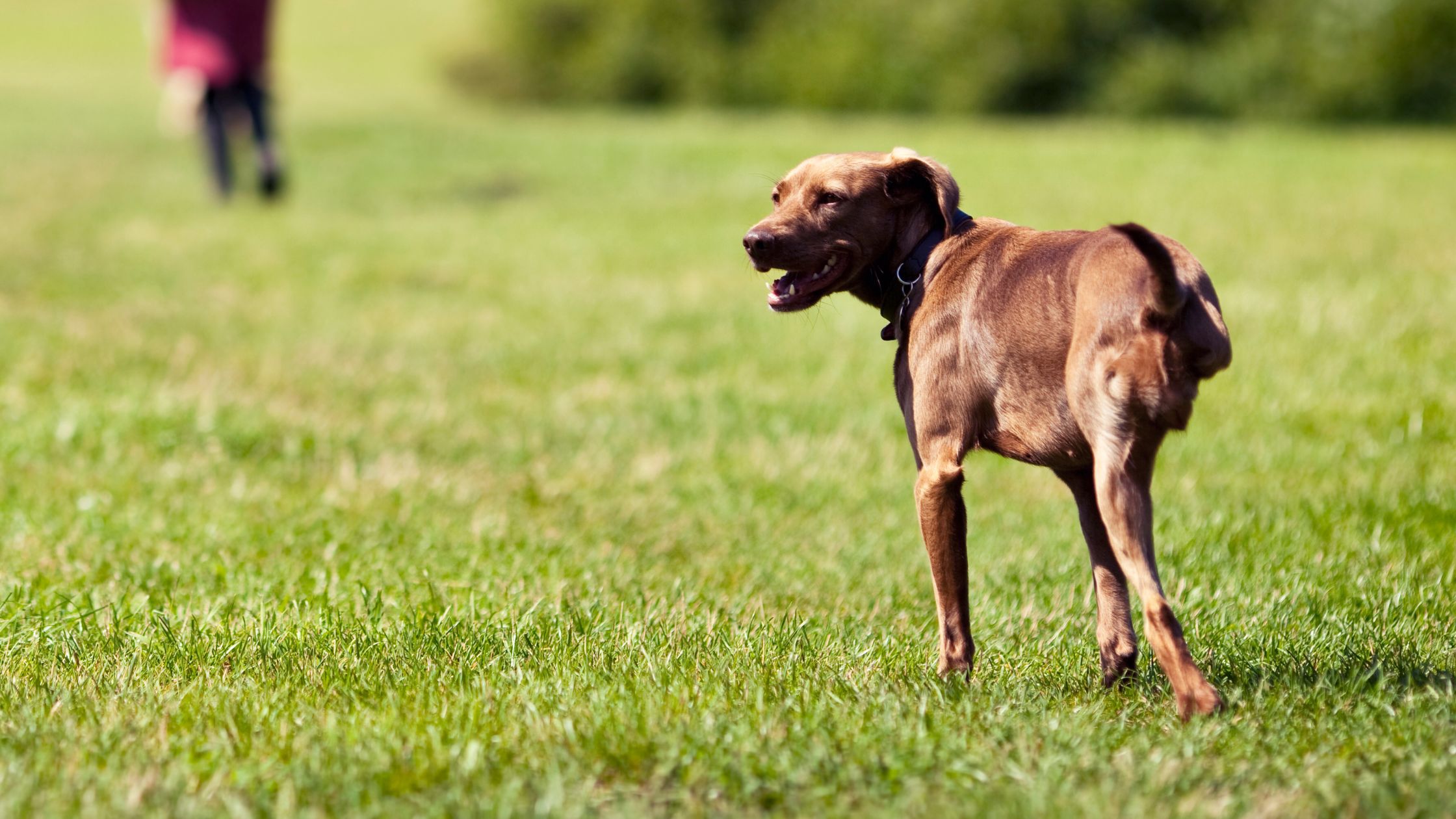 Kosten amputatie van poot hond PetSecur
