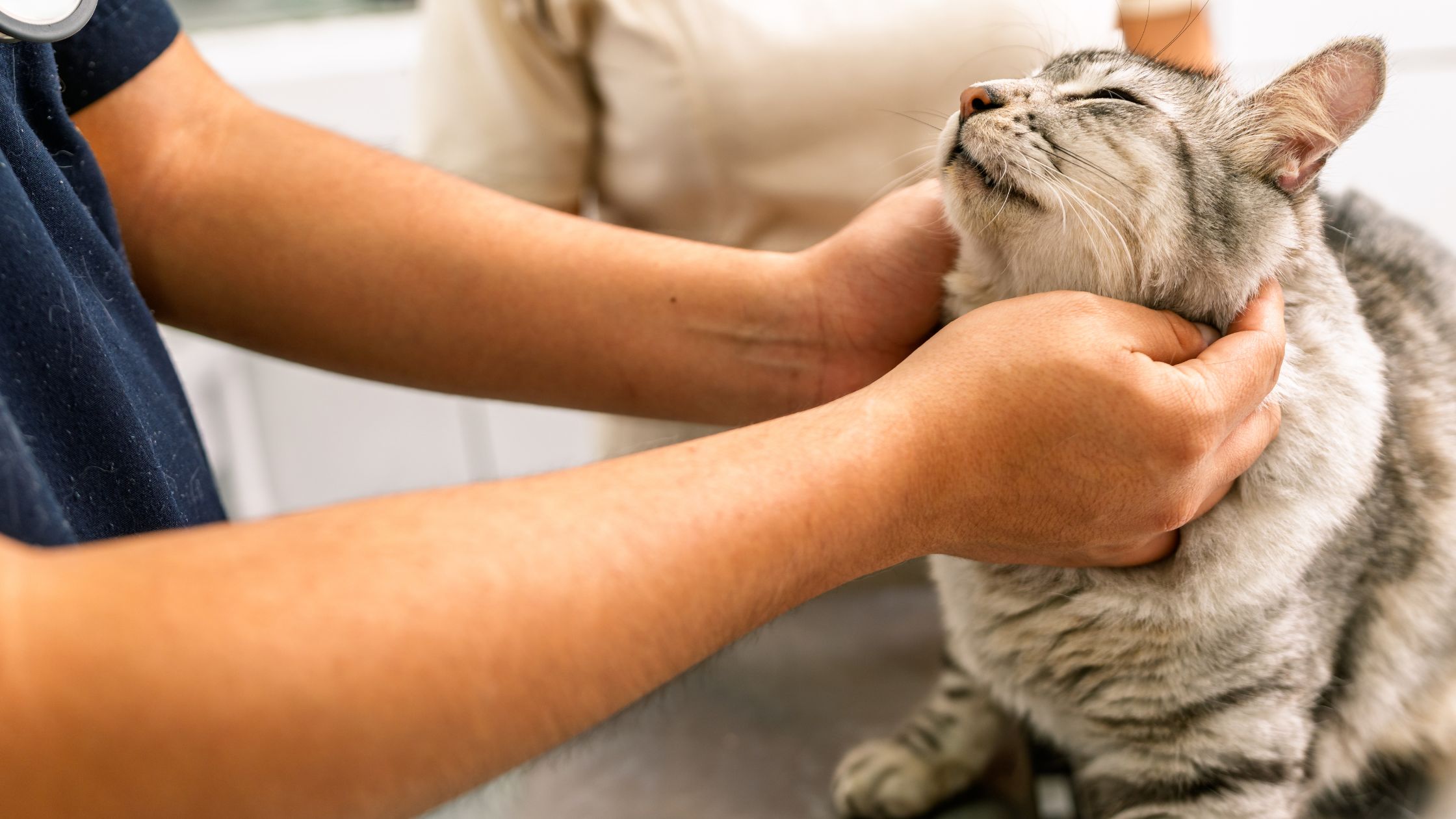 Een grijze kat wordt op zijn gemak gesteld door de dierenarts omdat hij op consult is