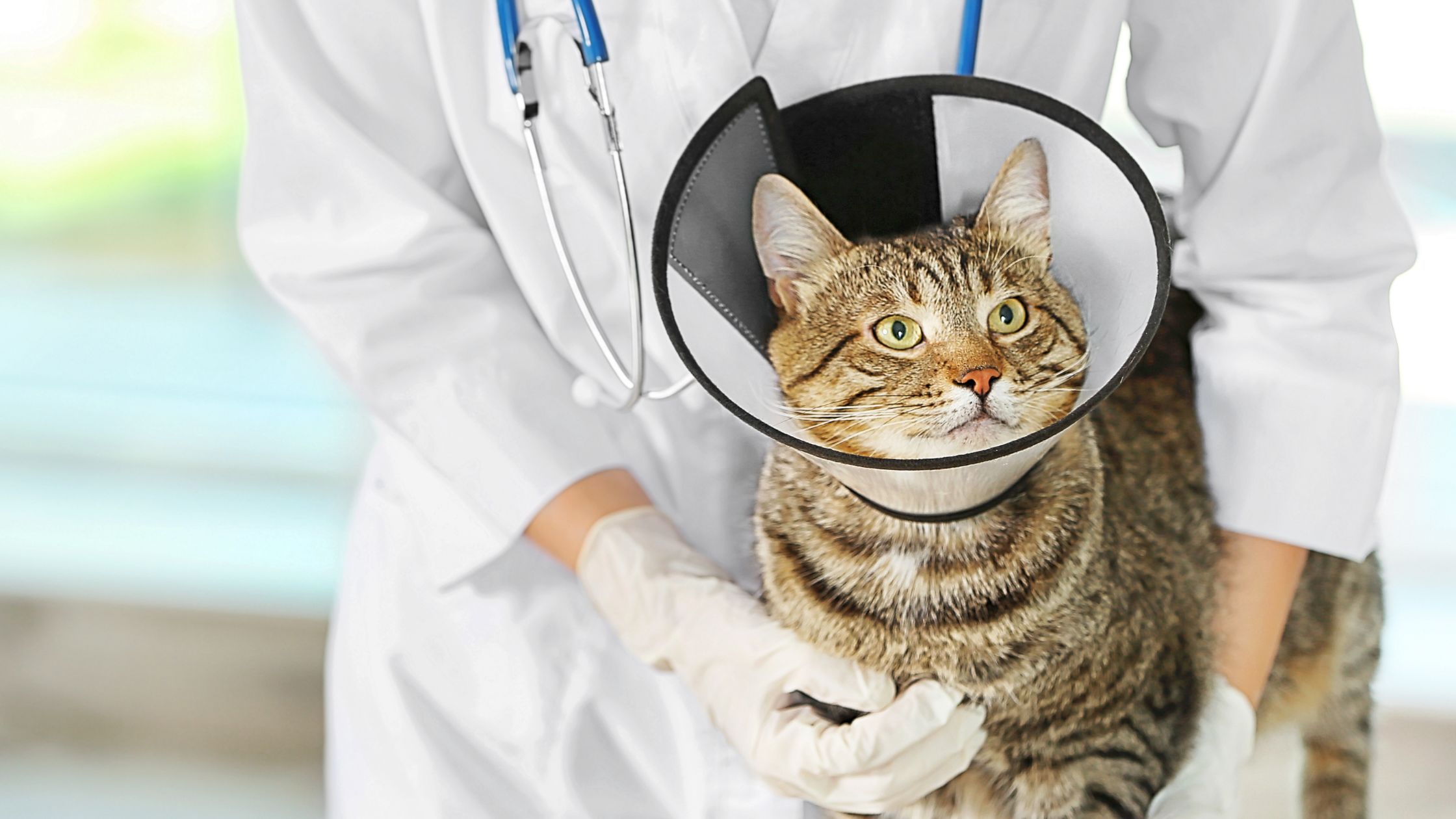 Een bruine kat met zwarte strepen heeft een kraag om zijn nek, zodat hij niet aan zijn wond kan zitten. De kat zit op tafel en de dierenarts houdt de kat met één hand vast.