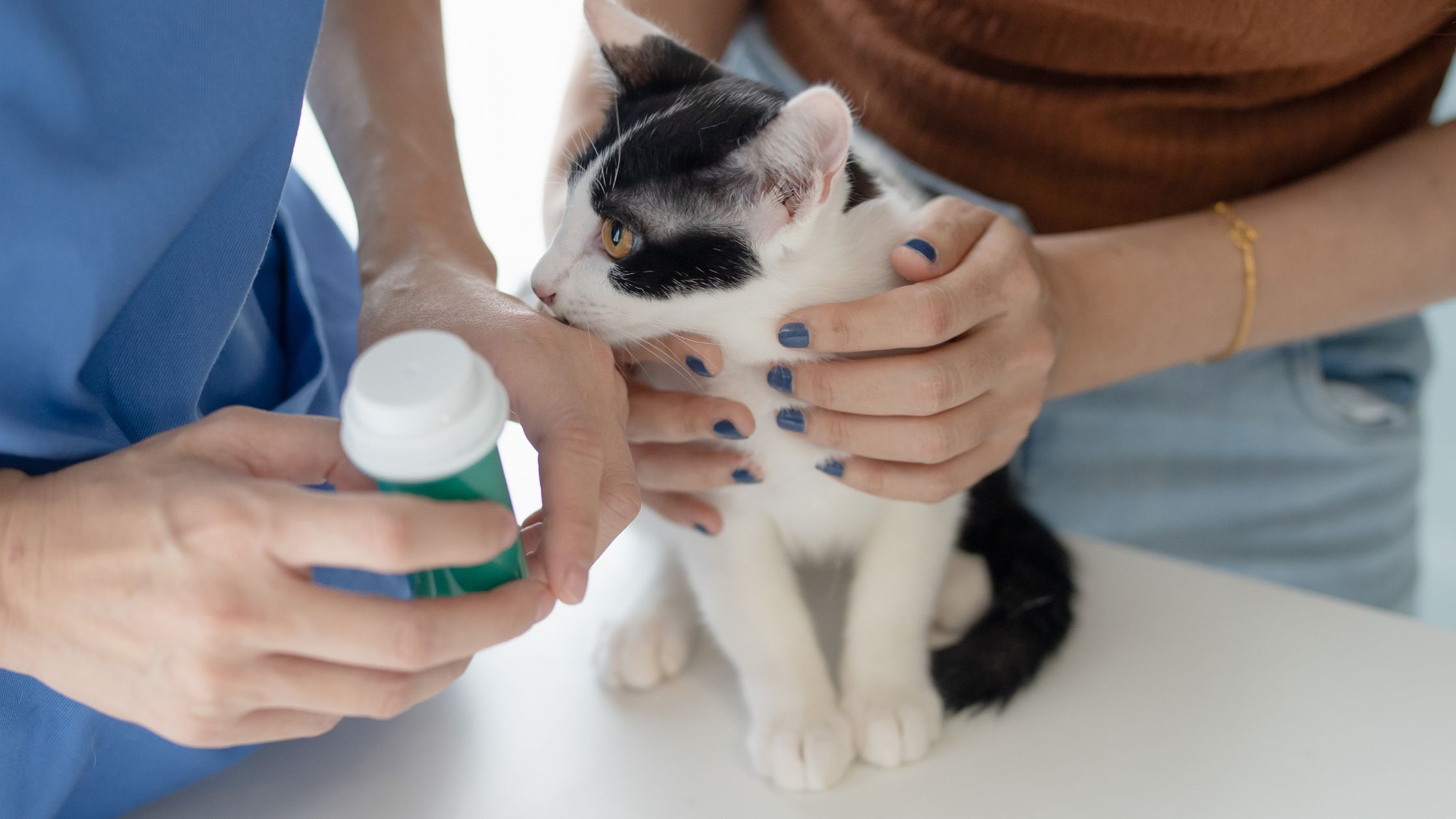 Een kat ligt op de witte tafel omdat deze een ontlastingonderzoek krijgt van de dierenarts