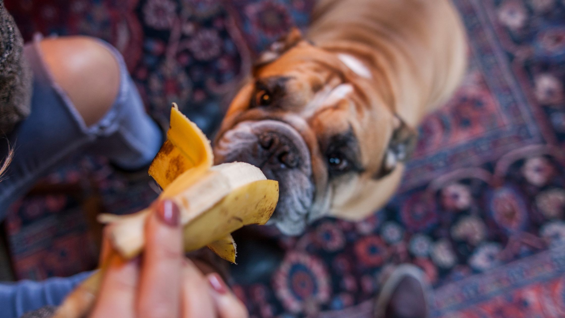 Een hond eet een stuk banaan van zijn baasje