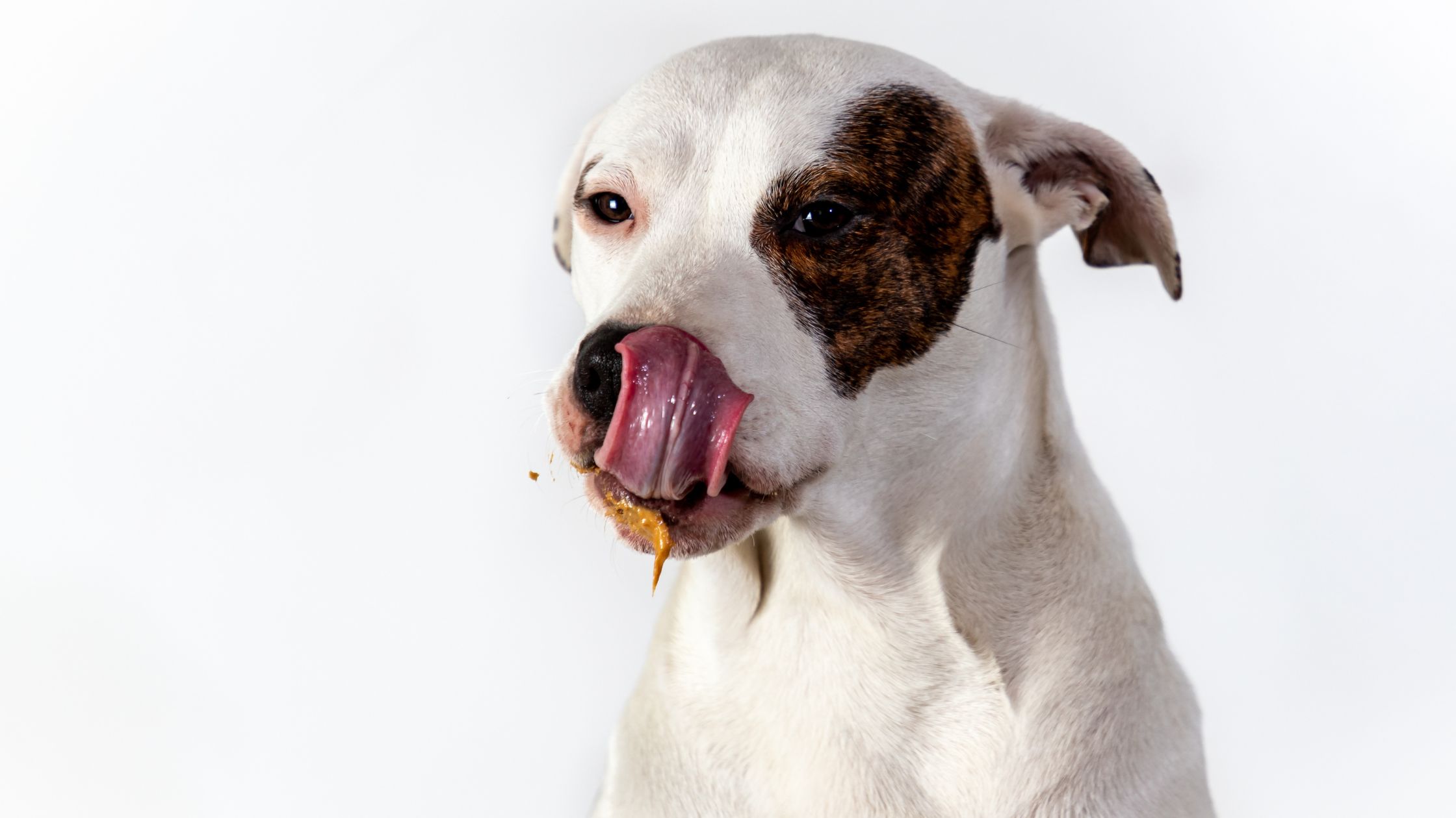 Een jack russel likt zijn tong af omdat er pindakaas op zit