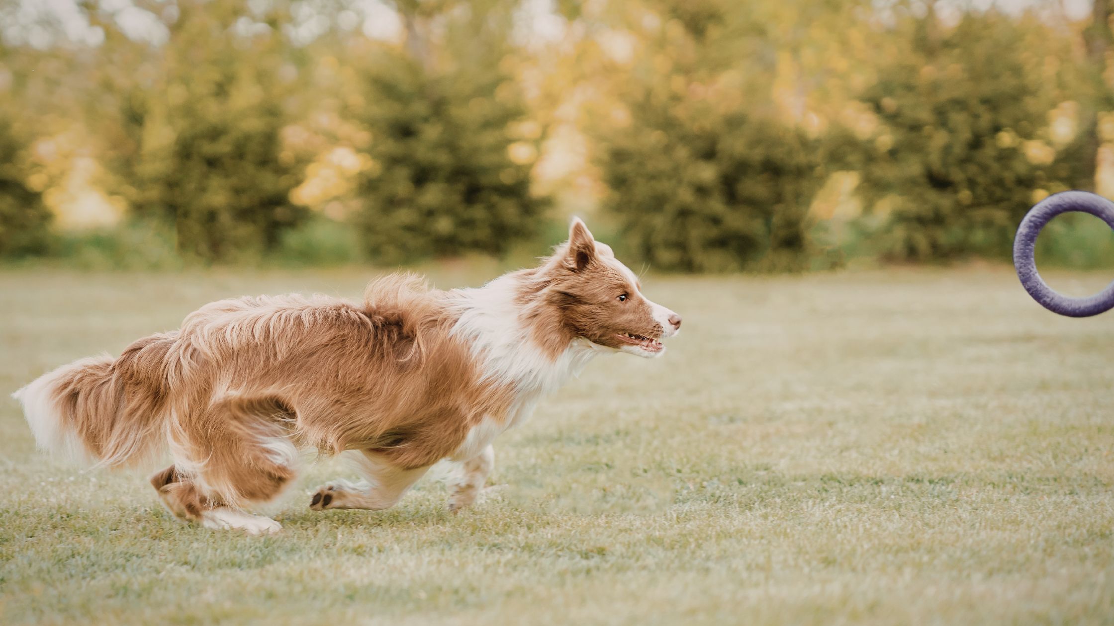 Een Border Collie rent op het gras 