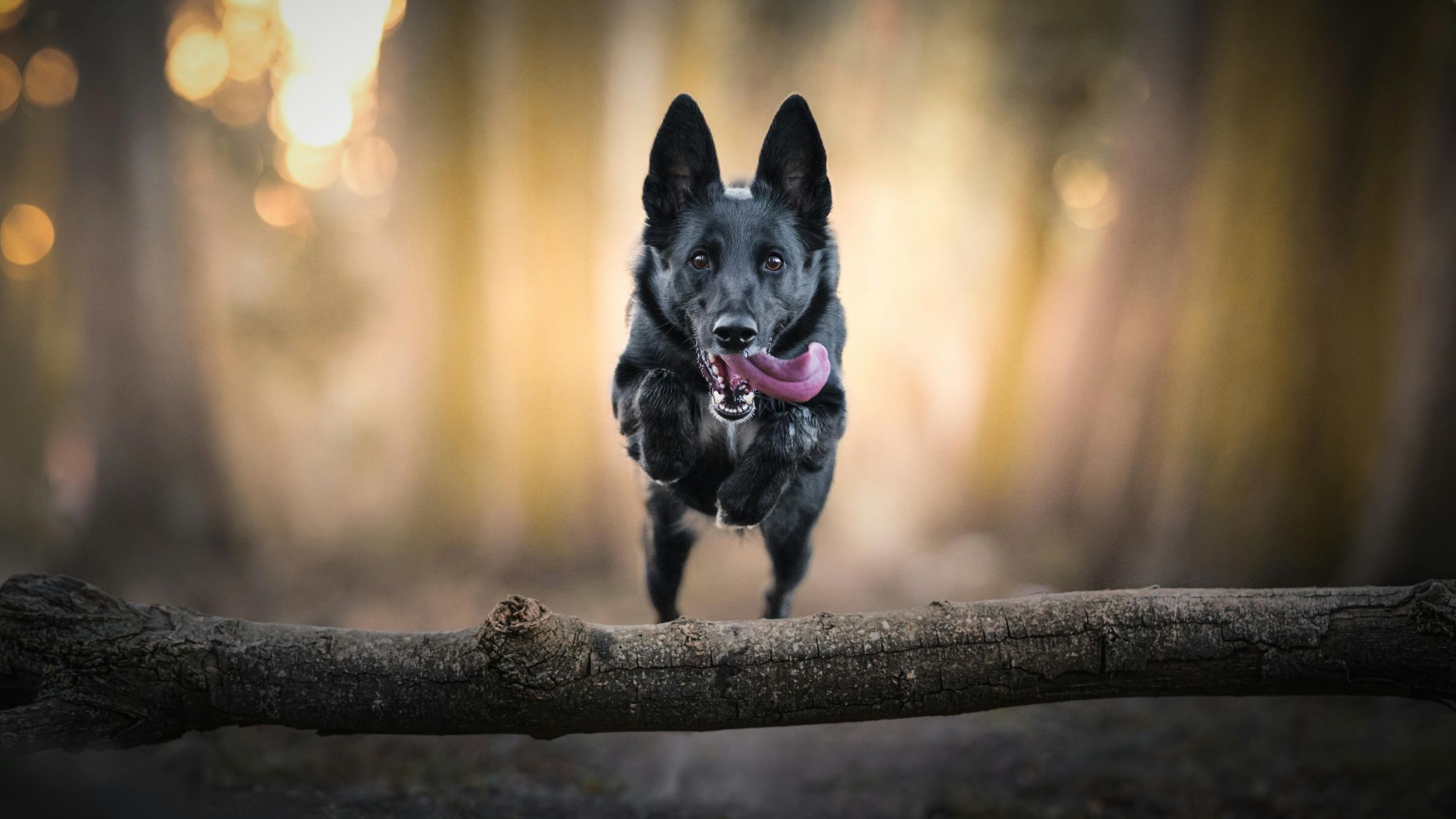 Een donkere herdershond rent in het bos omdat hij ADHD heeft