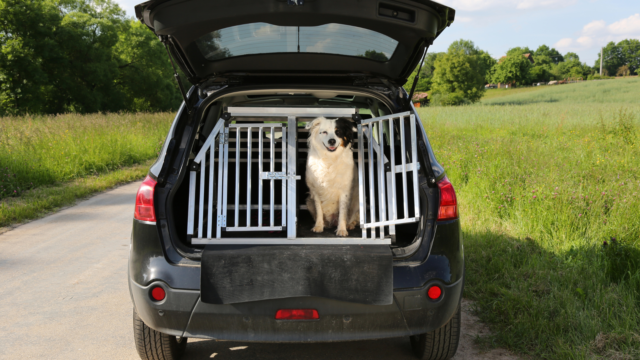 Een wit met zwarte hond zit in een kennel achterin een zwarte auto. PetSecur