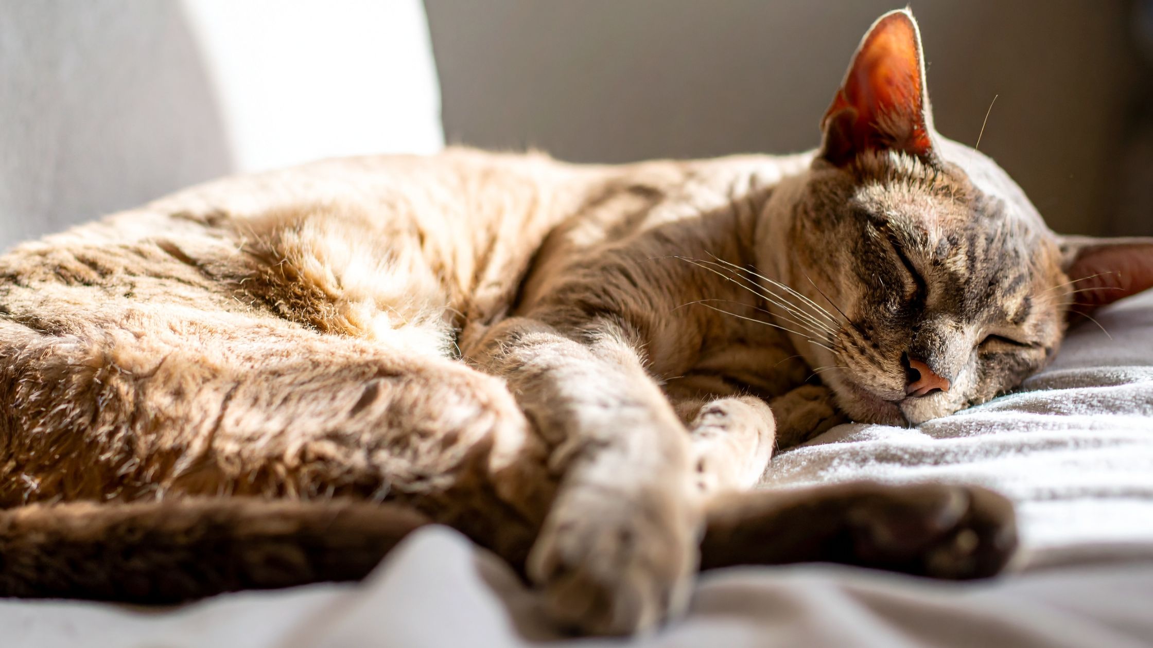 10 weetjes over katten